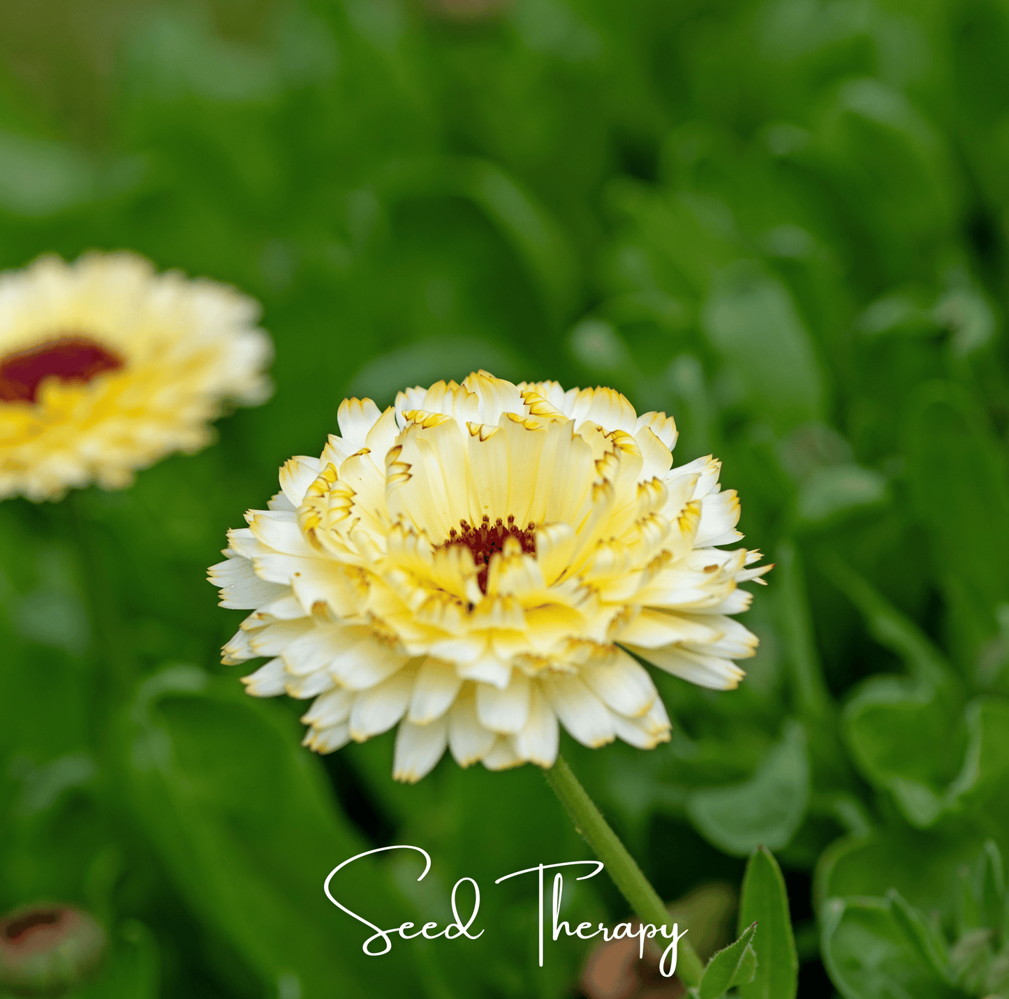 Ivory Princess Calendula ā 50 Seeds