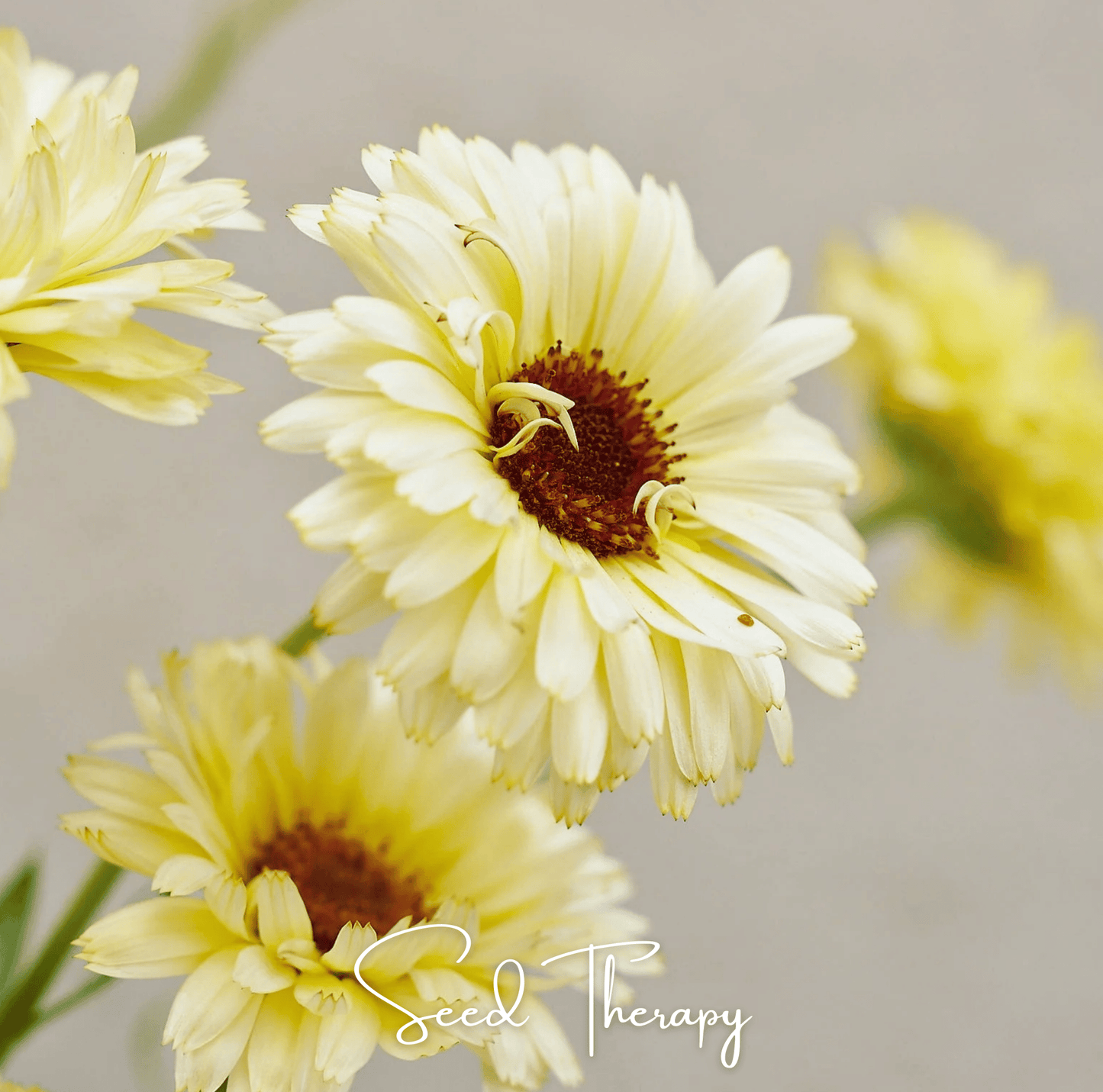 Ivory Princess Calendula ā 50 Seeds