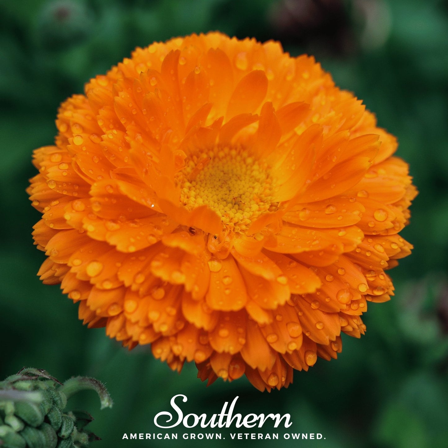 Orange King Calendula ā 100 Seeds