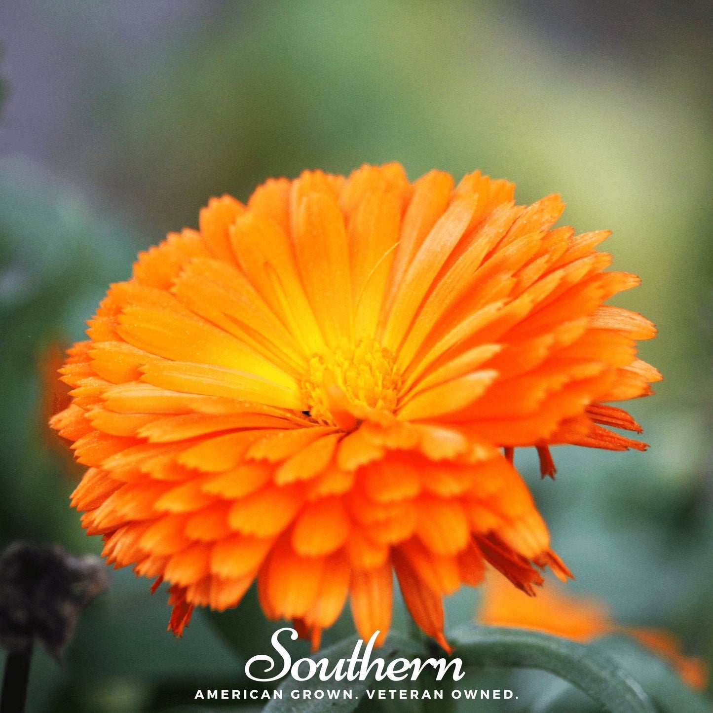 Orange King Calendula ā 100 Seeds