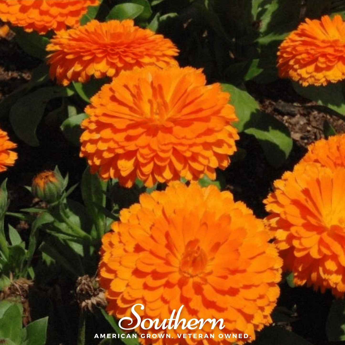 Orange King Calendula ā 100 Seeds