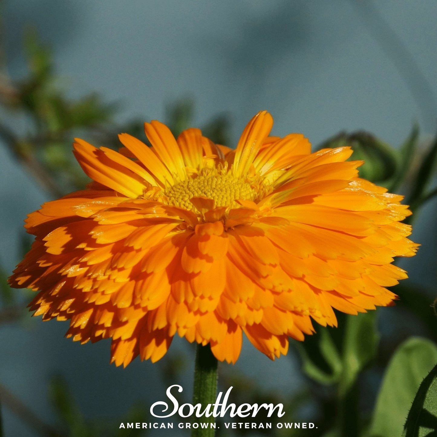 Orange King Calendula ā 100 Seeds