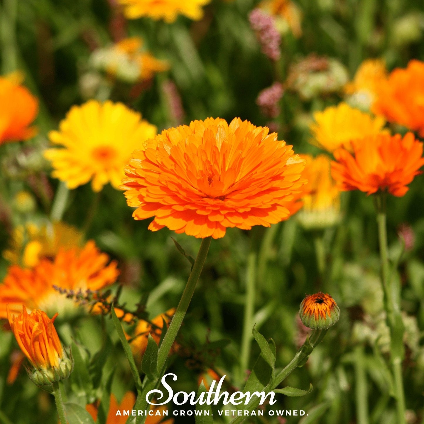 Pacific Beauty Calendula ā 100 Seeds