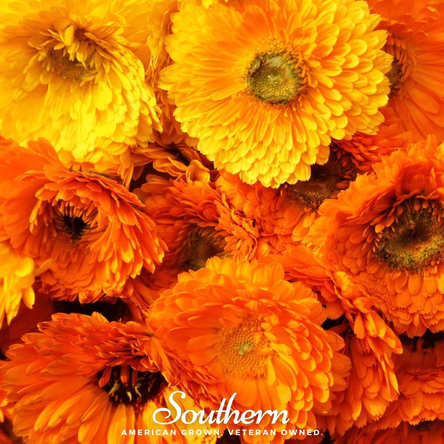 Pacific Beauty Calendula ā 100 Seeds