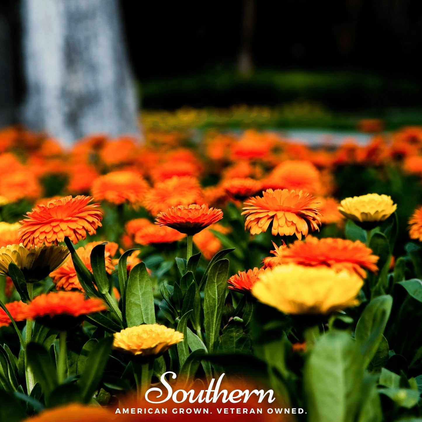 Pacific Beauty Calendula ā 100 Seeds
