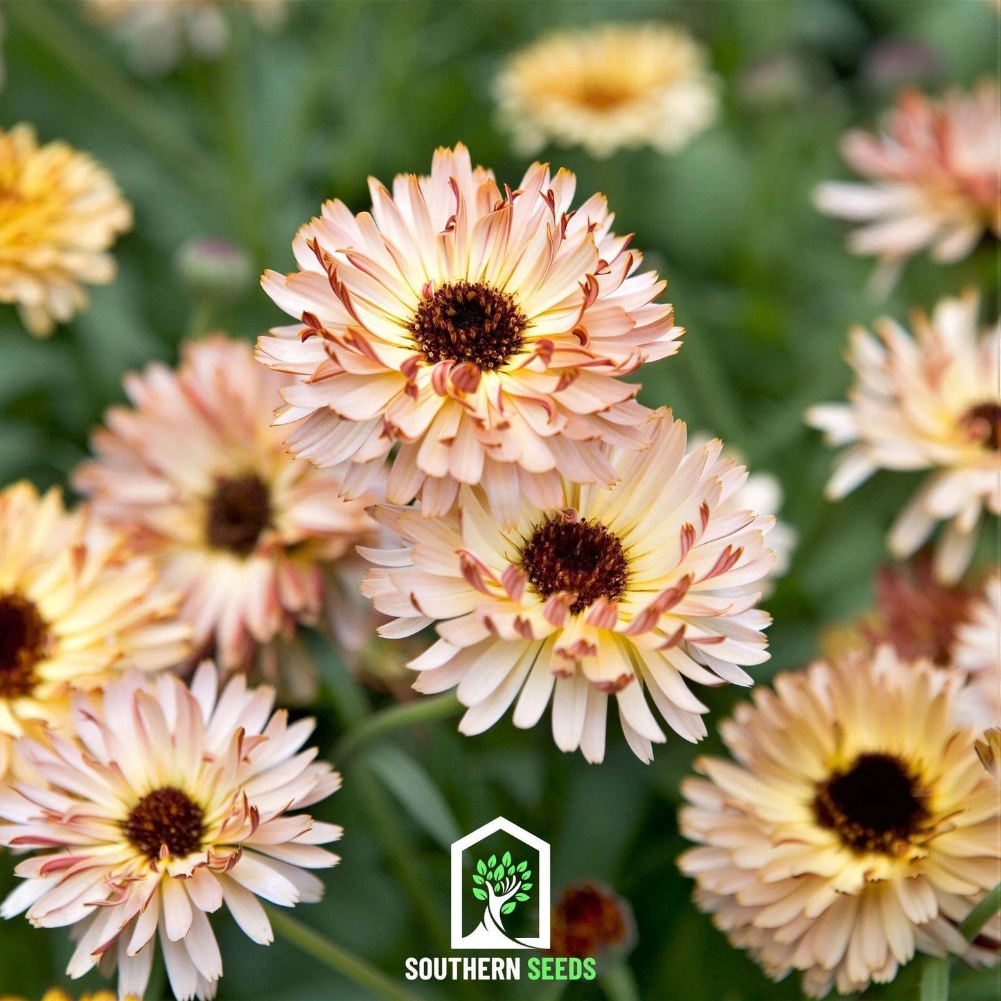 Sunset Buff Calendula ā 50 Seeds
