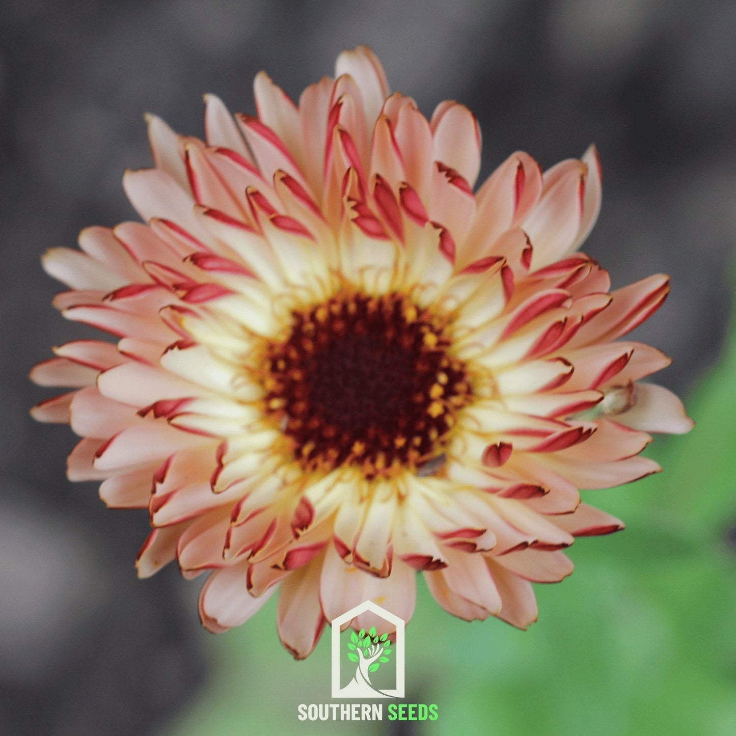 Sunset Buff Calendula ā 50 Seeds
