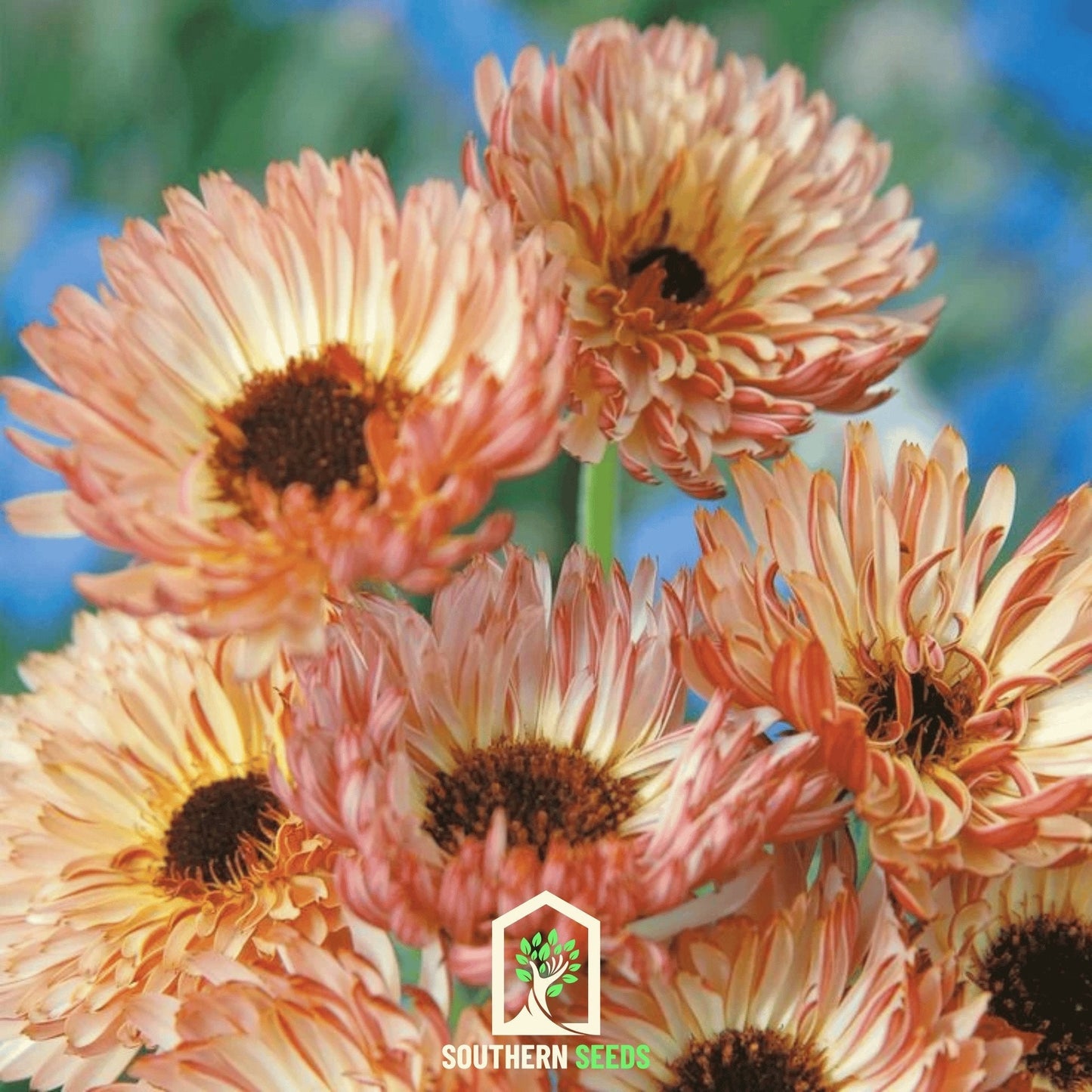 Sunset Buff Calendula ā 50 Seeds