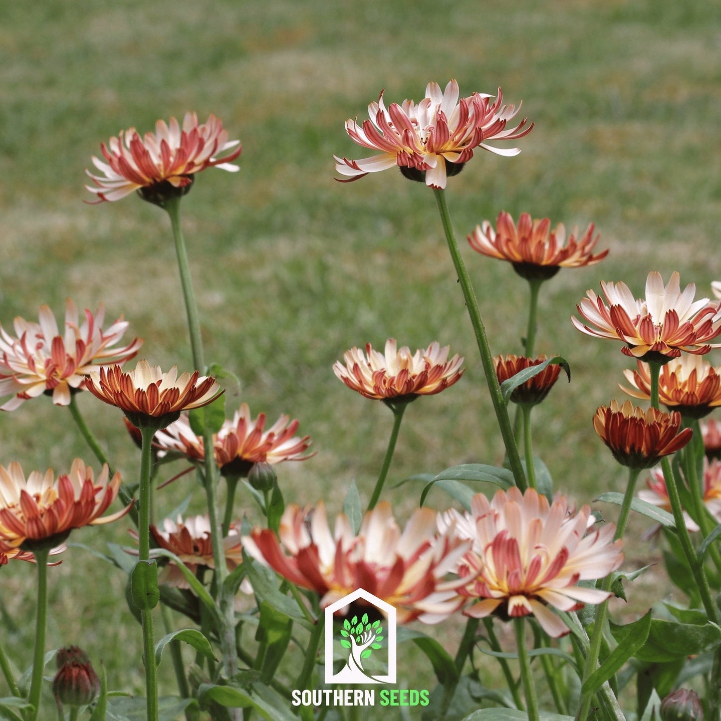 Sunset Buff Calendula ā 50 Seeds