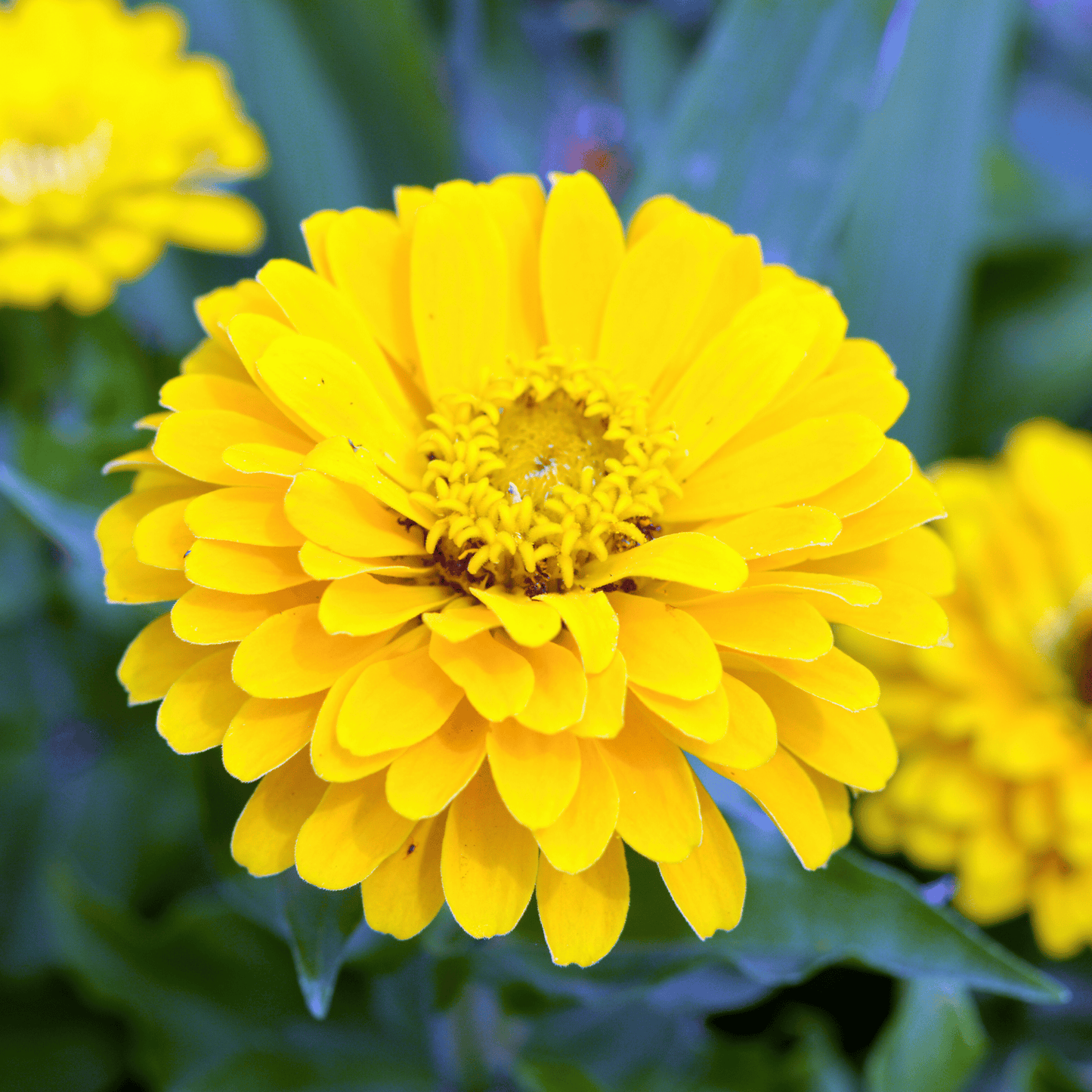 Canary Bird Zinnia ā 100 Seeds