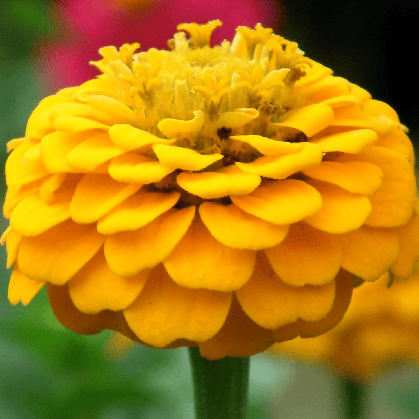 Canary Bird Zinnia ā 100 Seeds