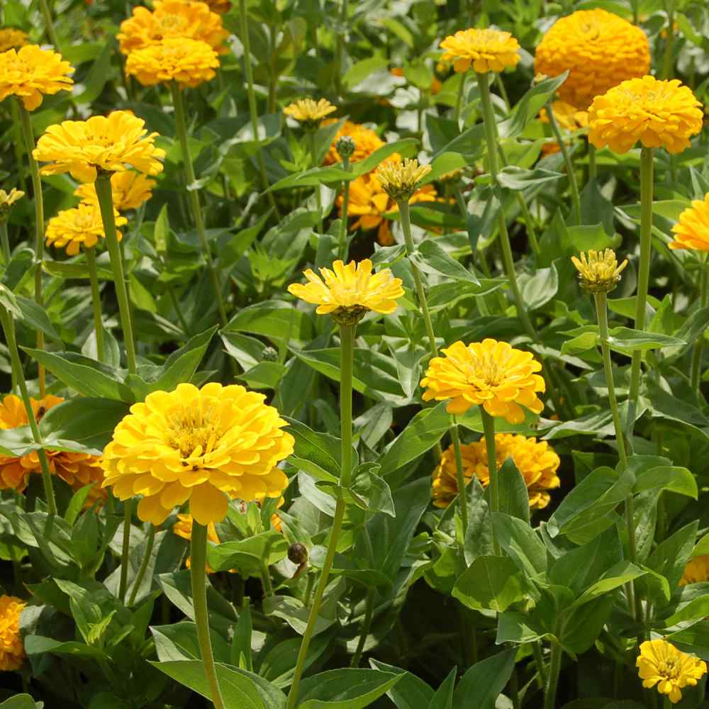 Canary Bird Zinnia ā 100 Seeds