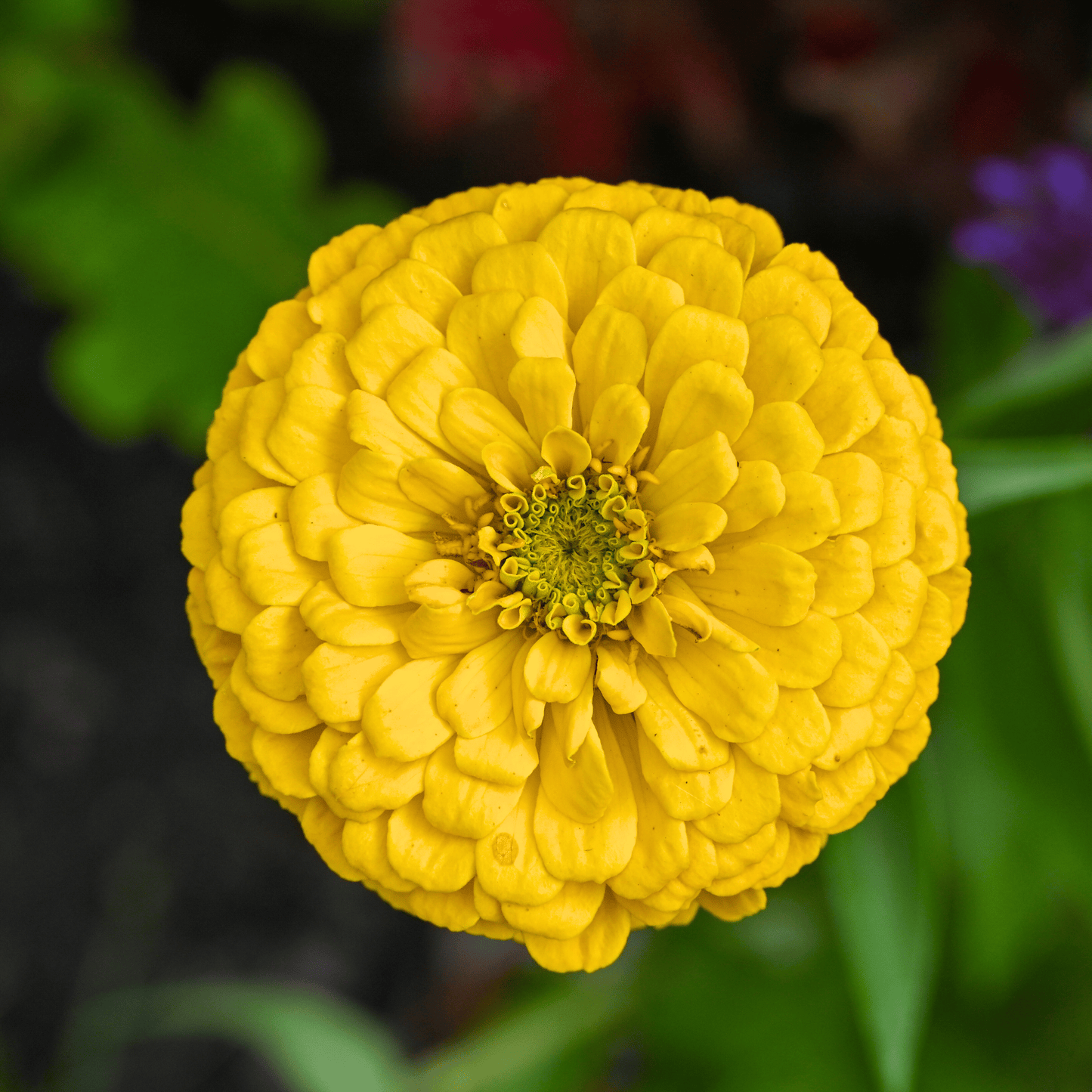 Canary Bird Zinnia ā 100 Seeds