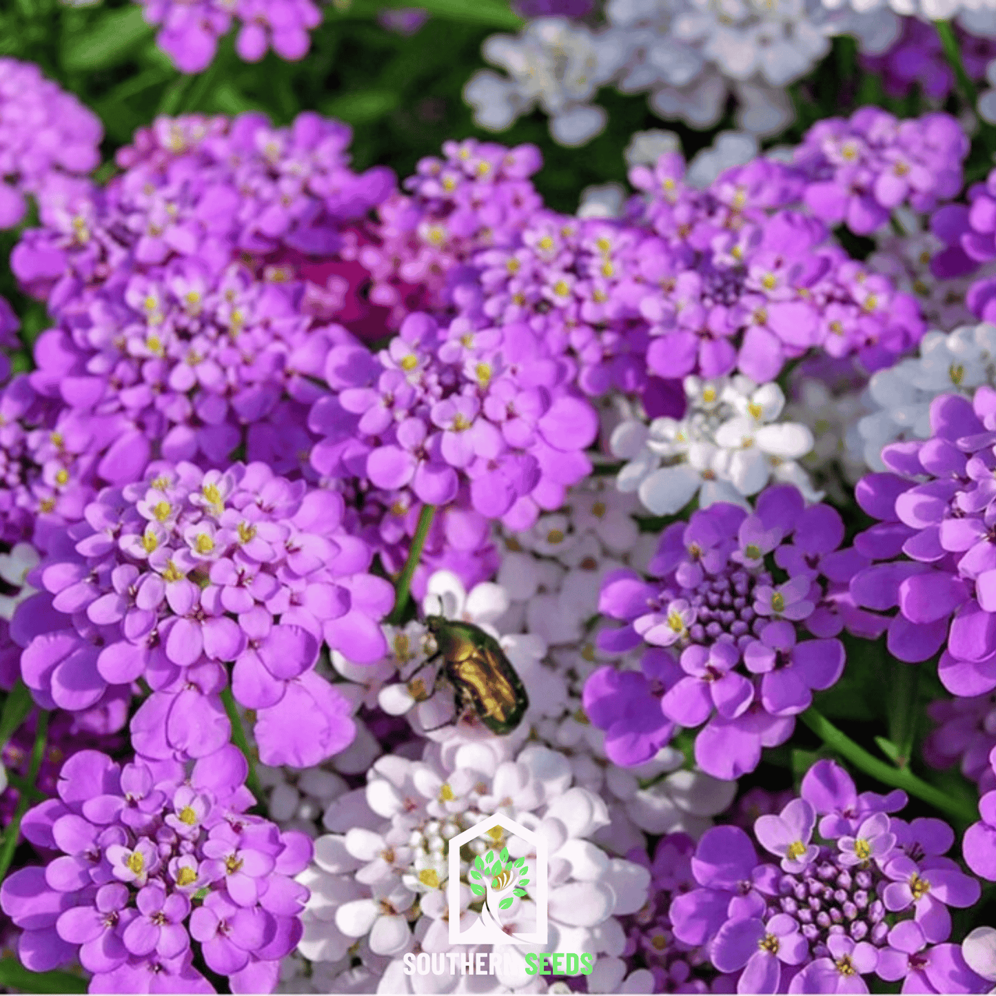 Candytuft Mix ā 100 Seeds