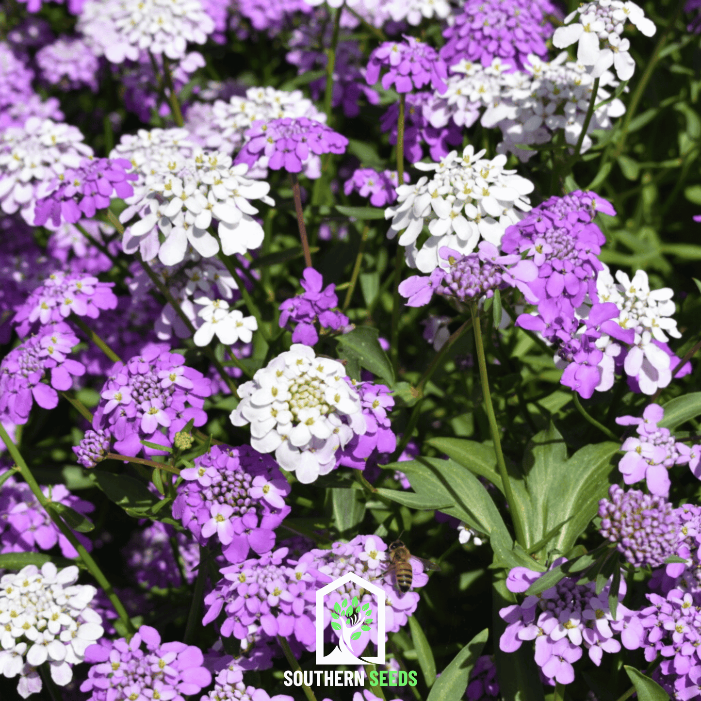 Candytuft Mix ā 100 Seeds