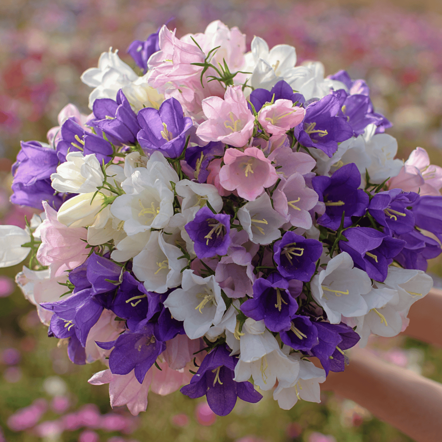 Canterbury Bells Mix ā 100 Seeds