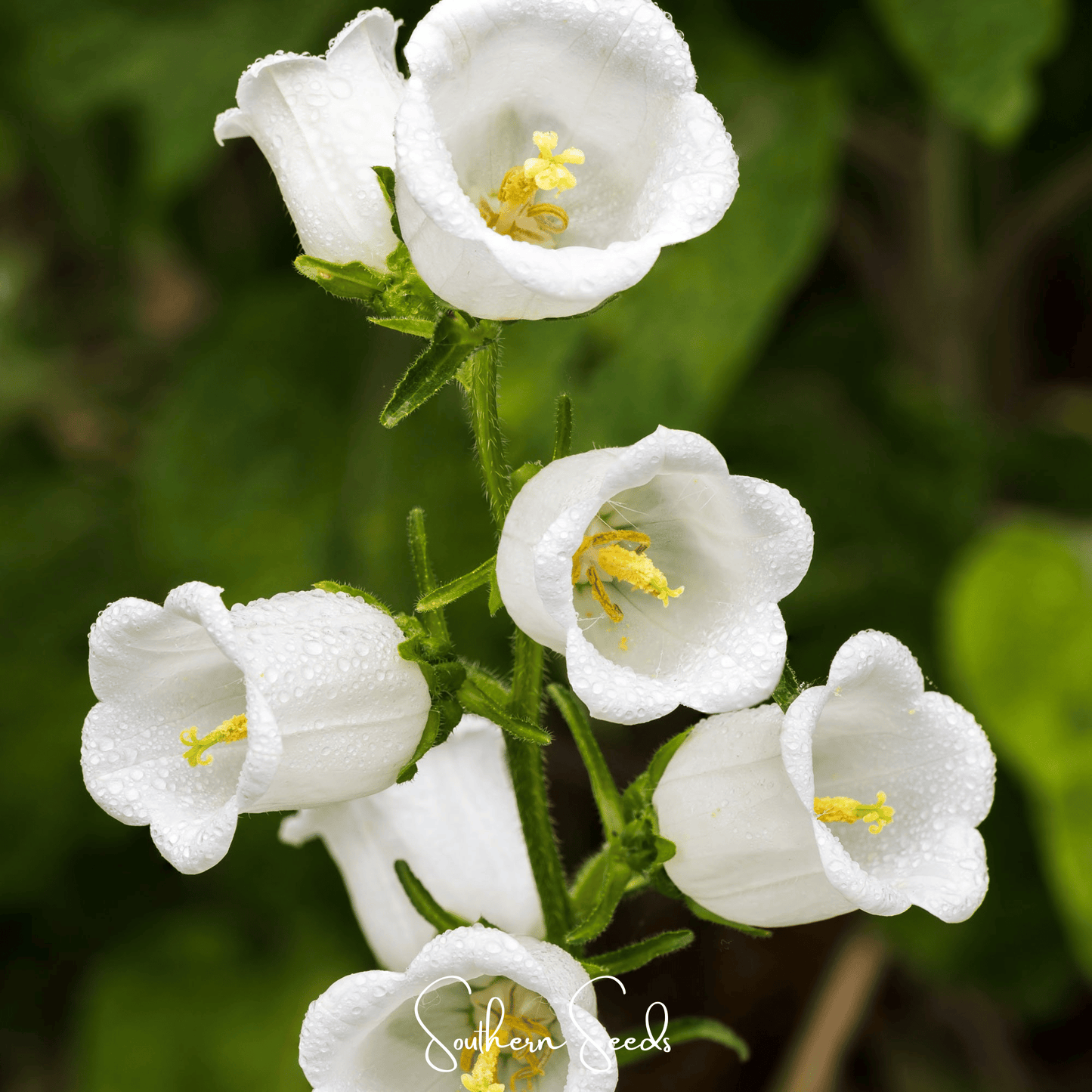 Canterbury Bells Mix ā 100 Seeds