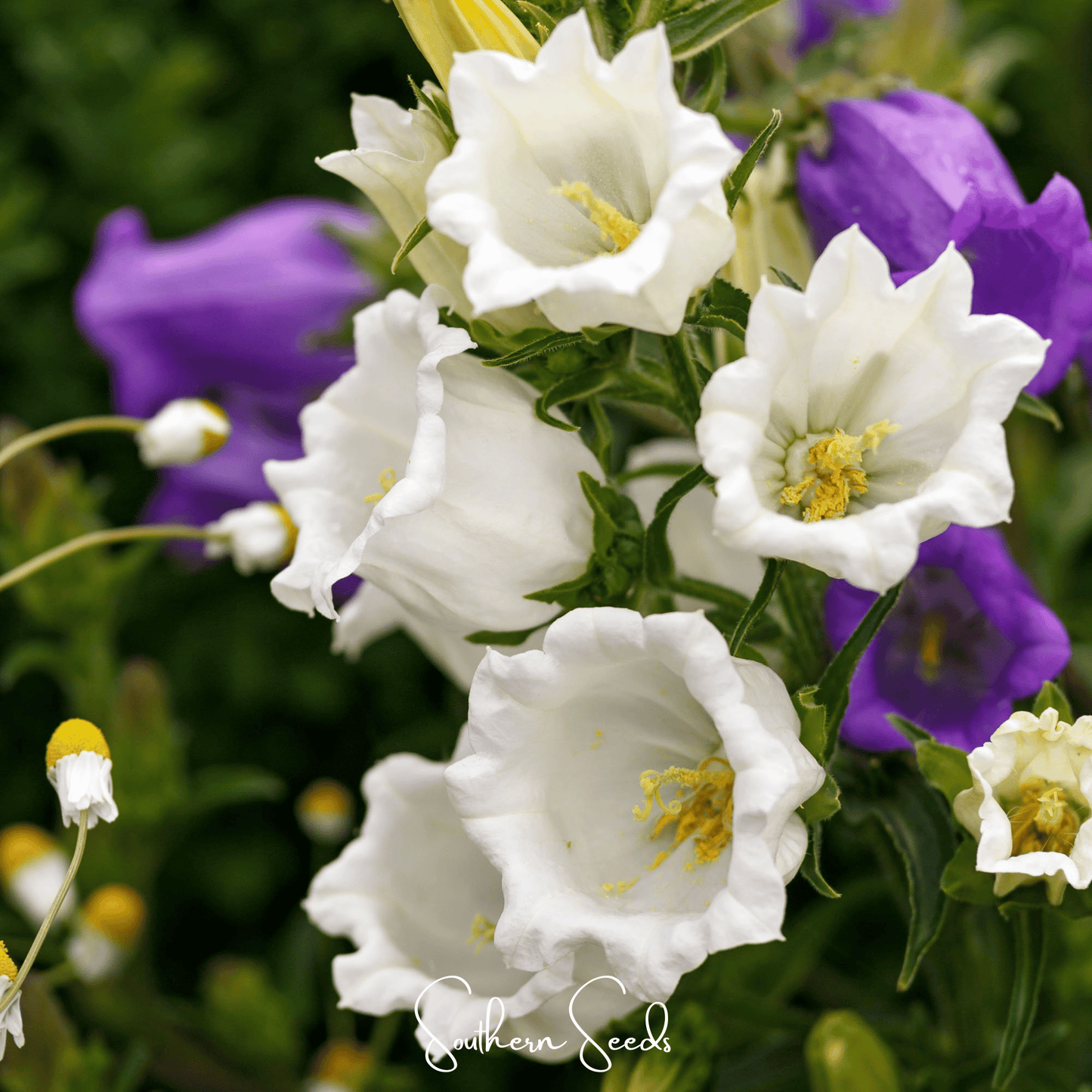 Canterbury Bells Mix ā 100 Seeds