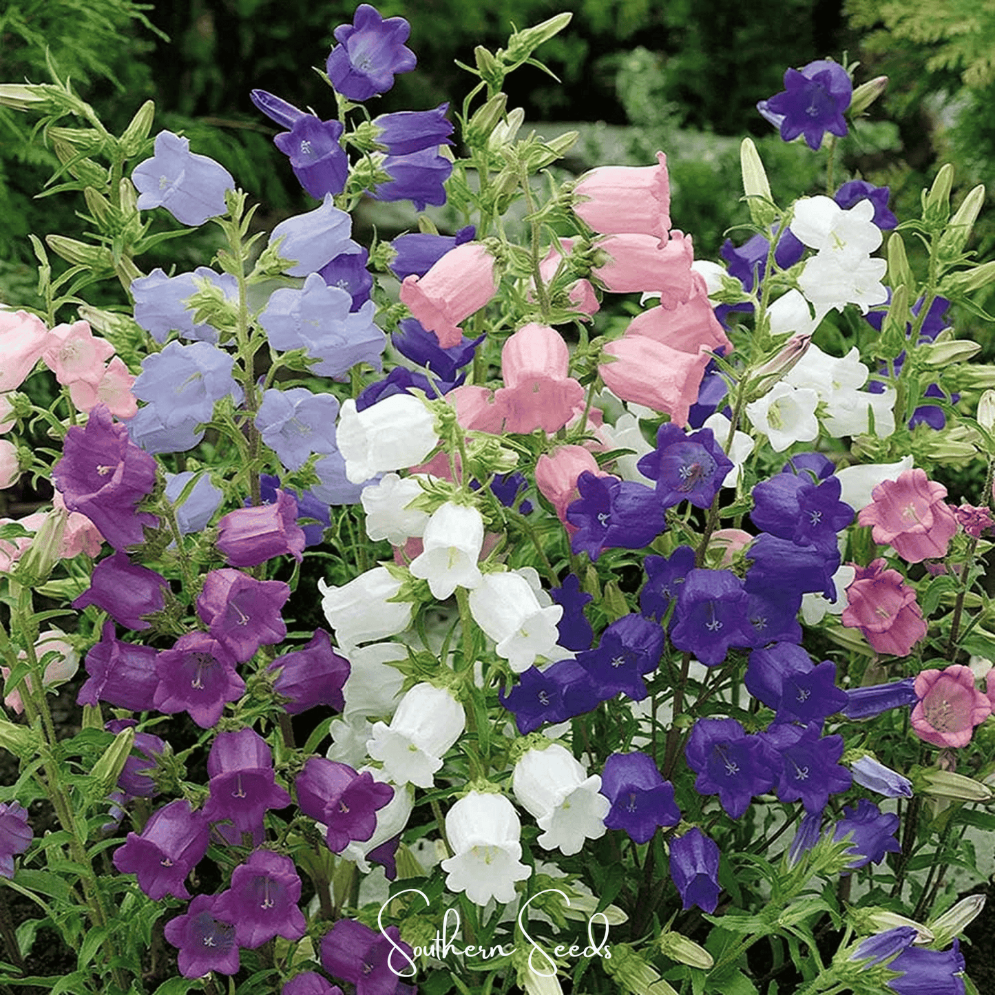 Canterbury Bells Mix ā 100 Seeds