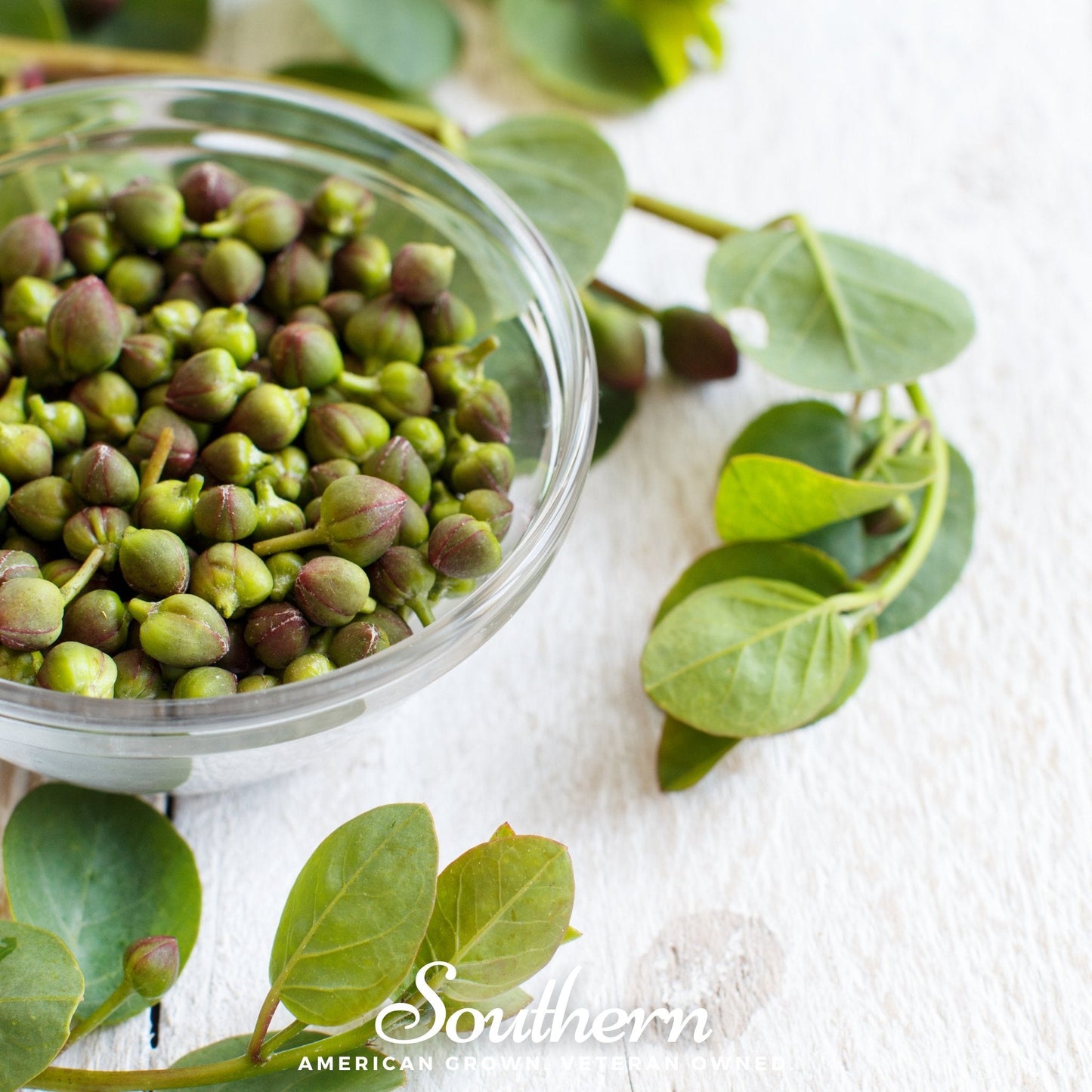 Caper Bush ā 10 Seeds