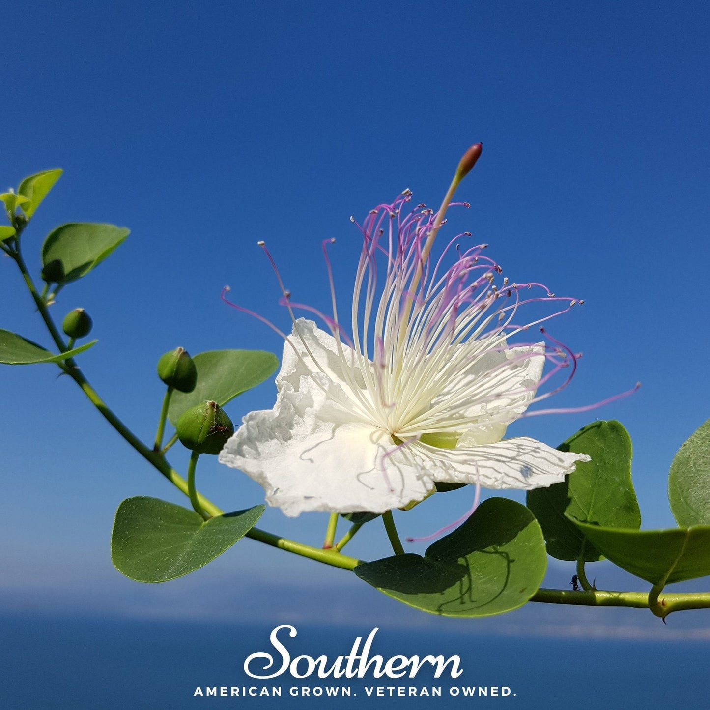 Caper Bush ā 10 Seeds