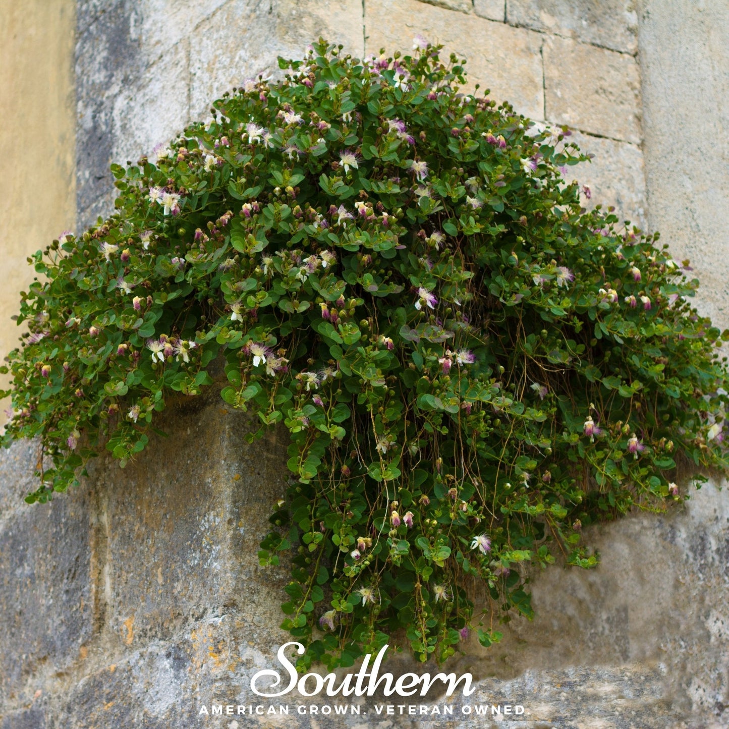 Caper Bush ā 10 Seeds