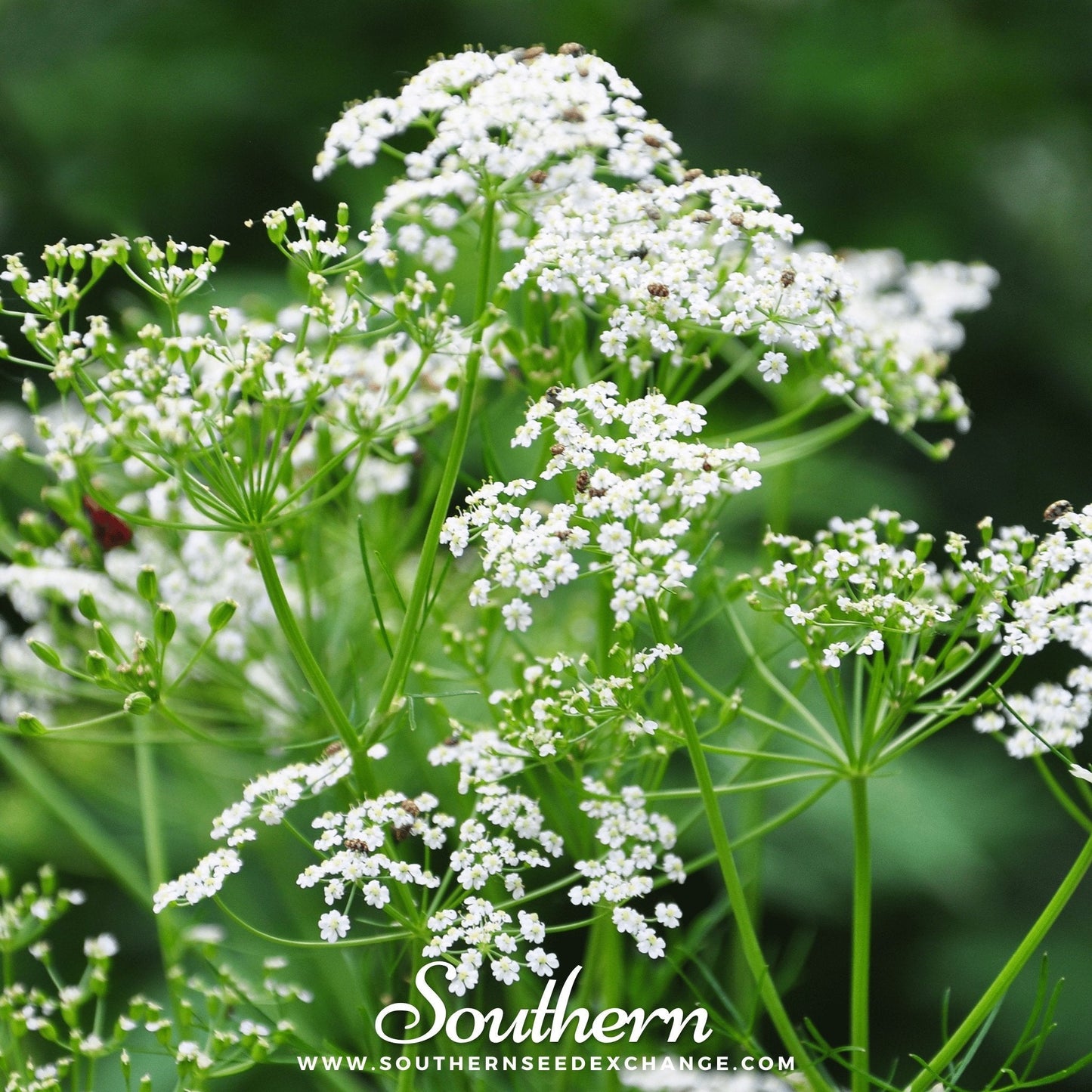 Caraway ā 150 Seeds