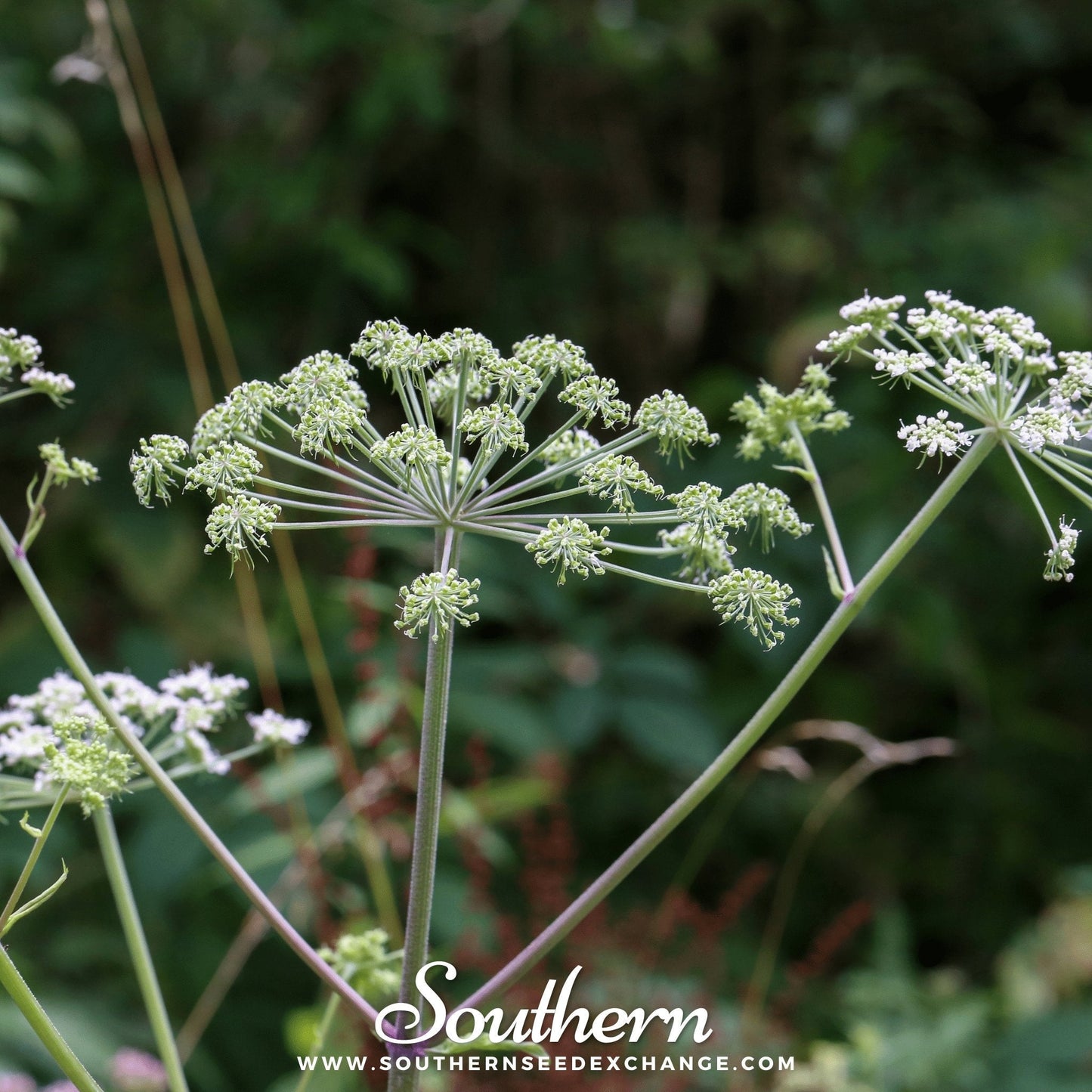 Caraway ā 150 Seeds
