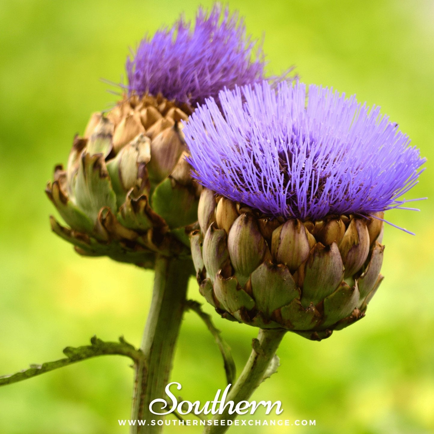 Cardoon ā 25 Seeds