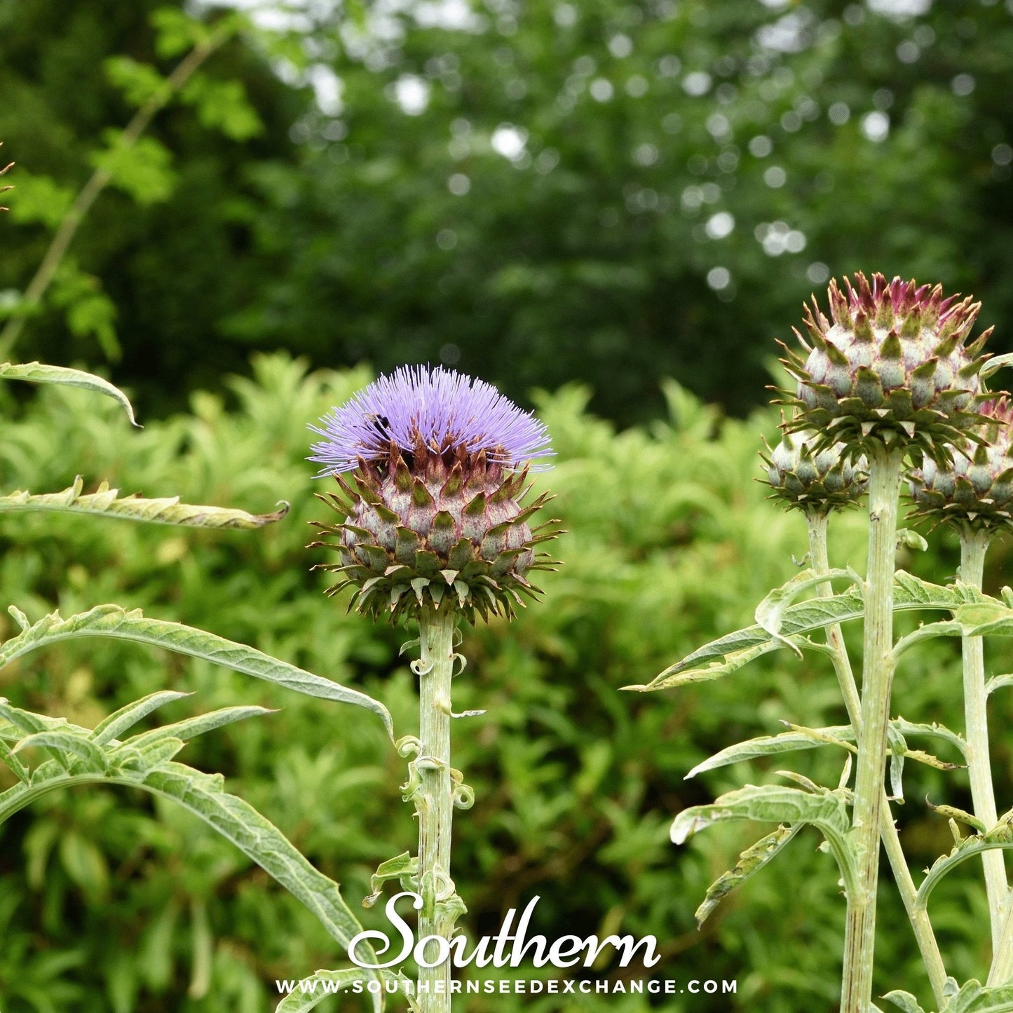 Cardoon ā 25 Seeds