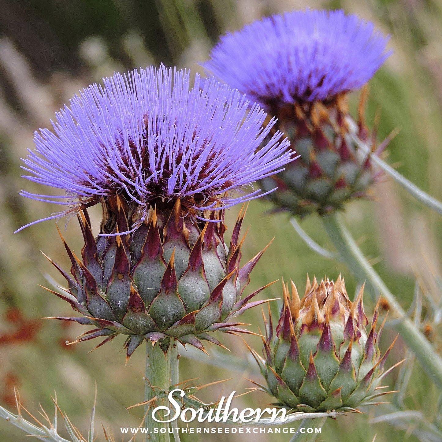 Cardoon ā 25 Seeds