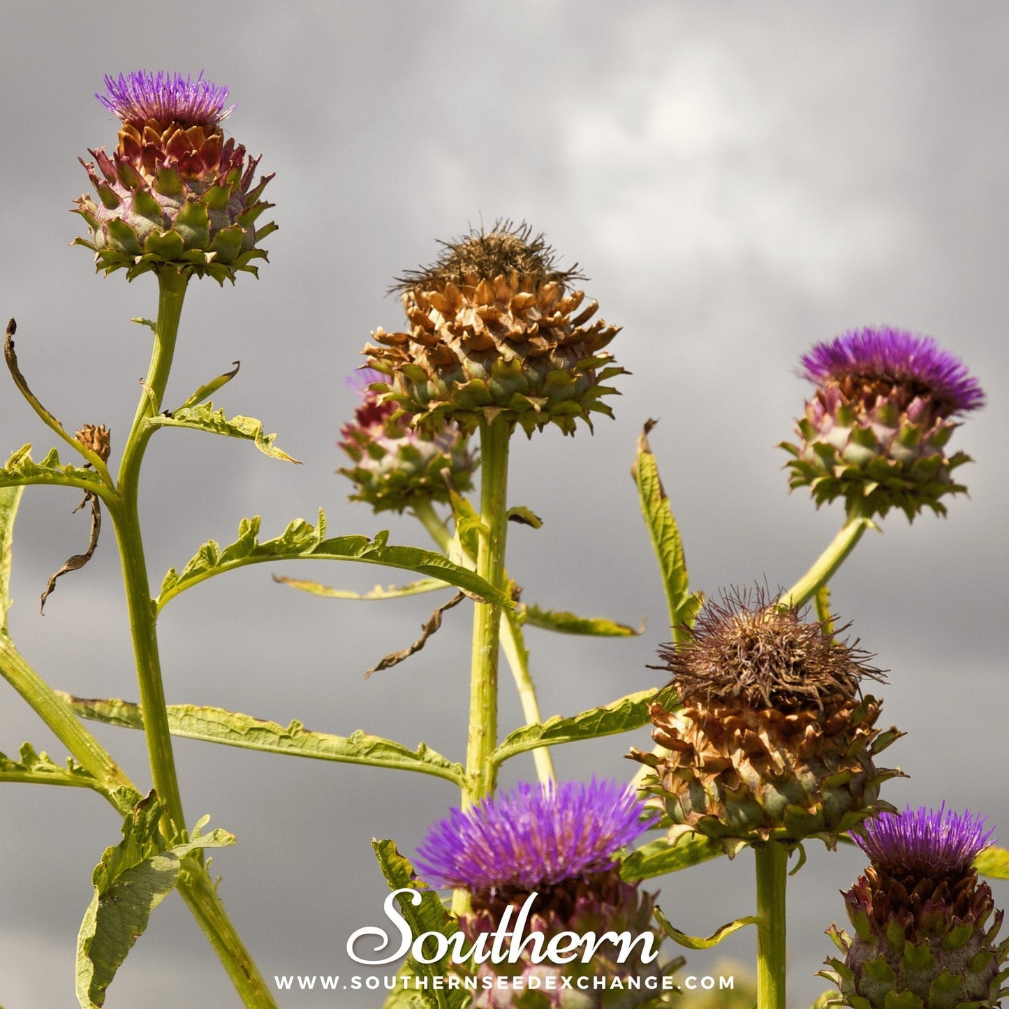 Cardoon ā 25 Seeds