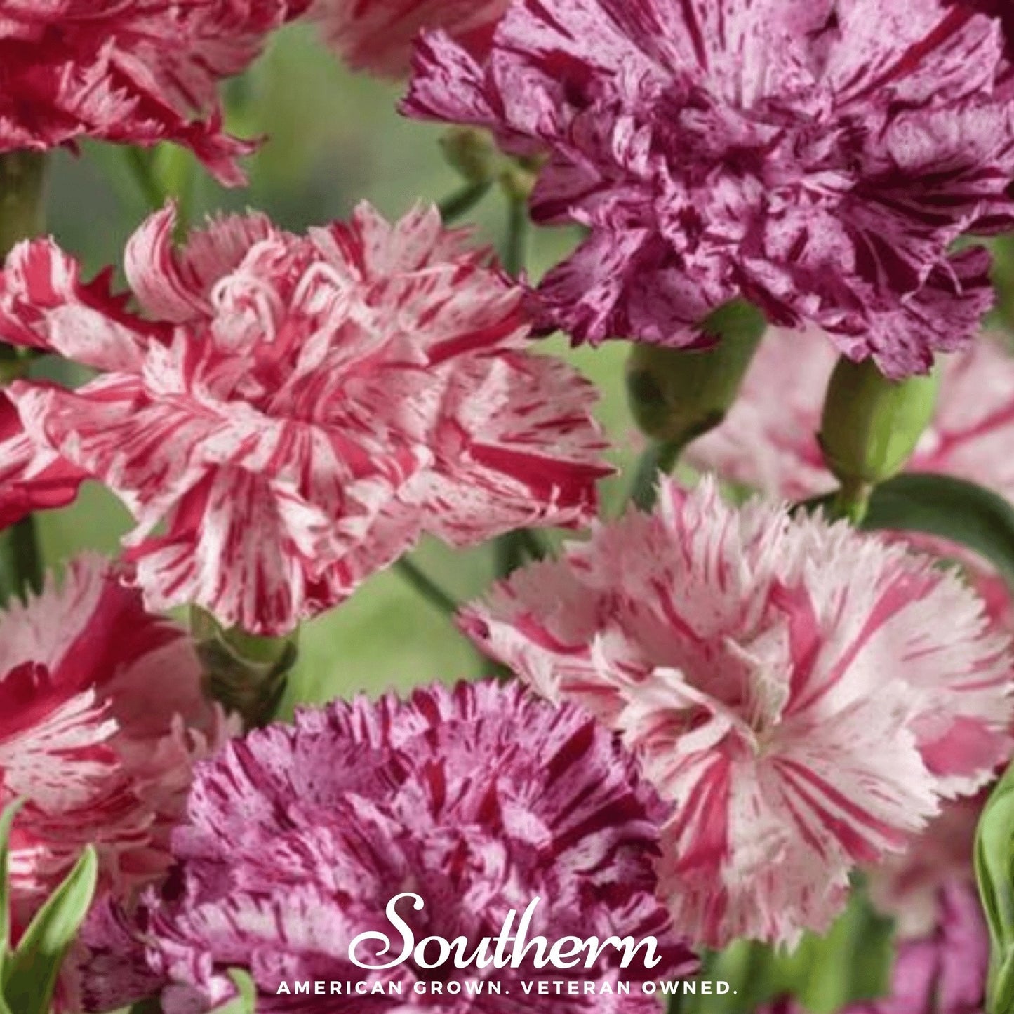 Chabaud Picotee Carnation Mix ā 25 Seeds