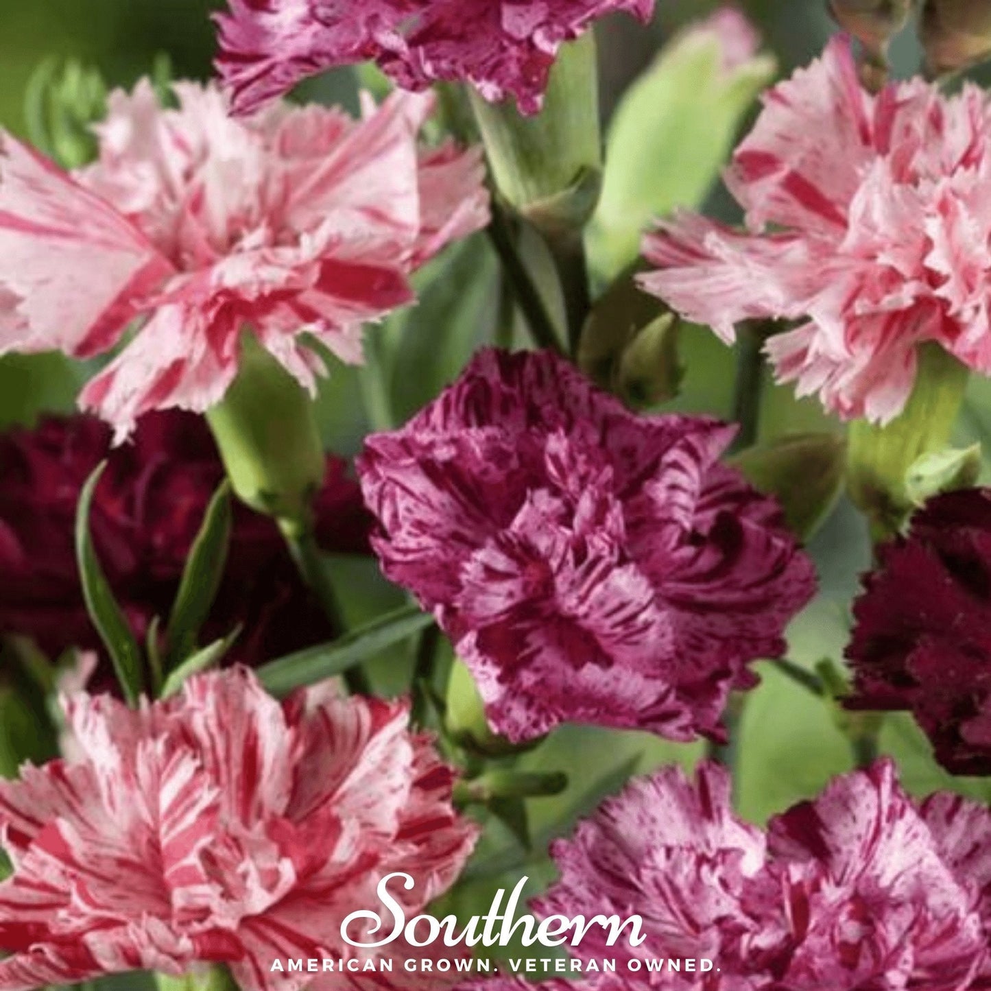Chabaud Picotee Carnation Mix ā 25 Seeds