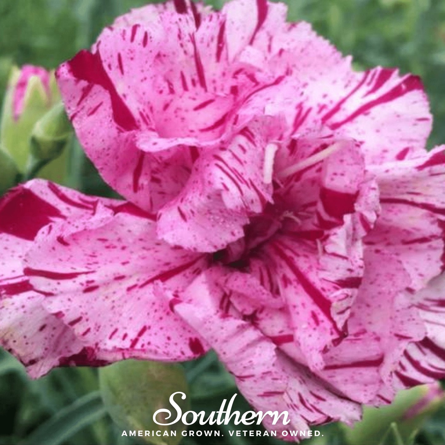 Chabaud Picotee Carnation Mix ā 25 Seeds