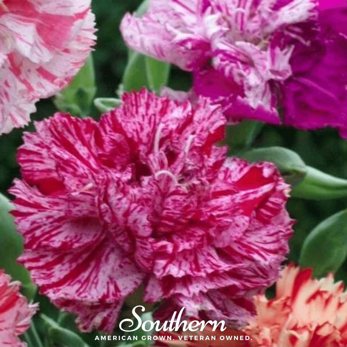 Chabaud Picotee Carnation Mix ā 25 Seeds