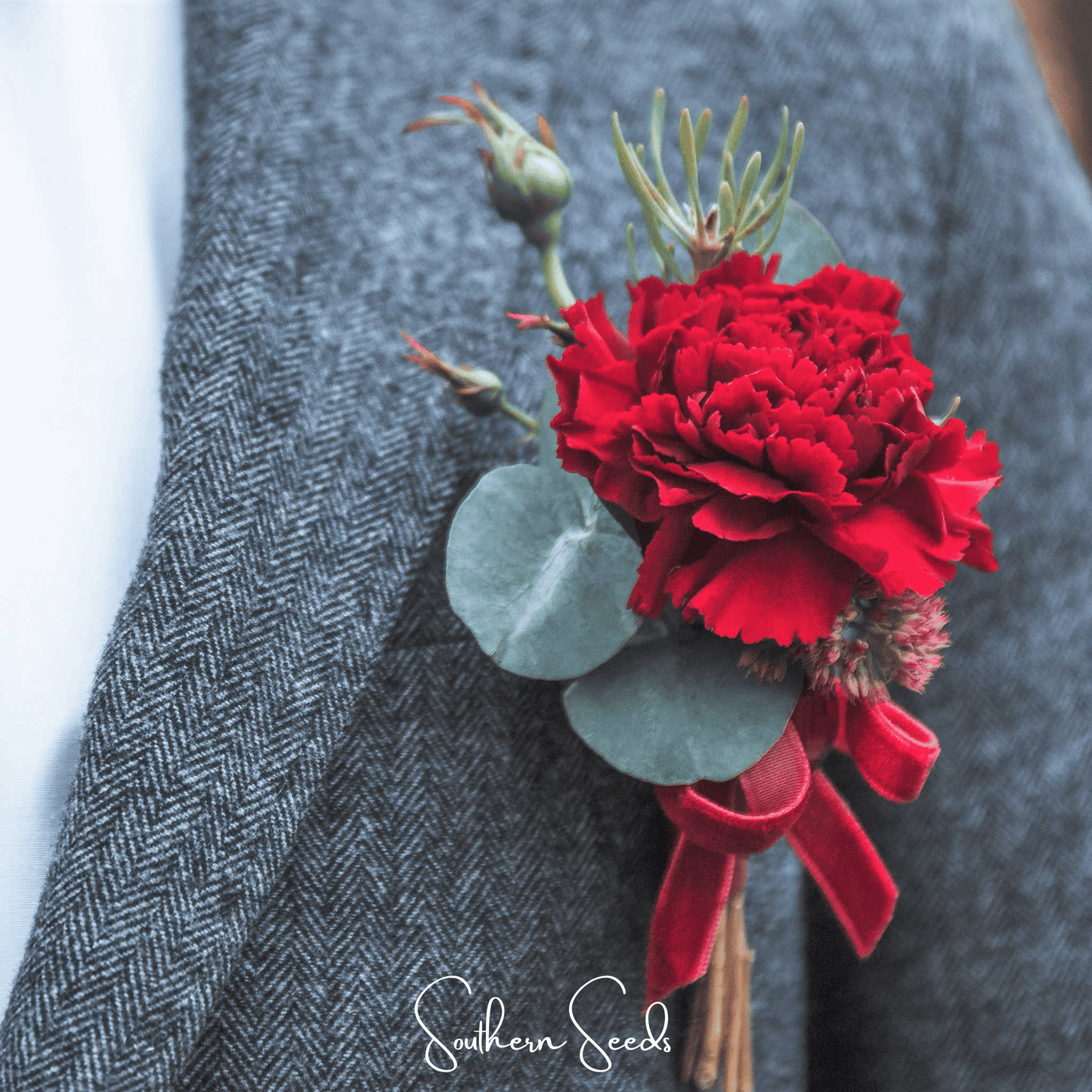 Etincellant Carnation ā 25 Seeds