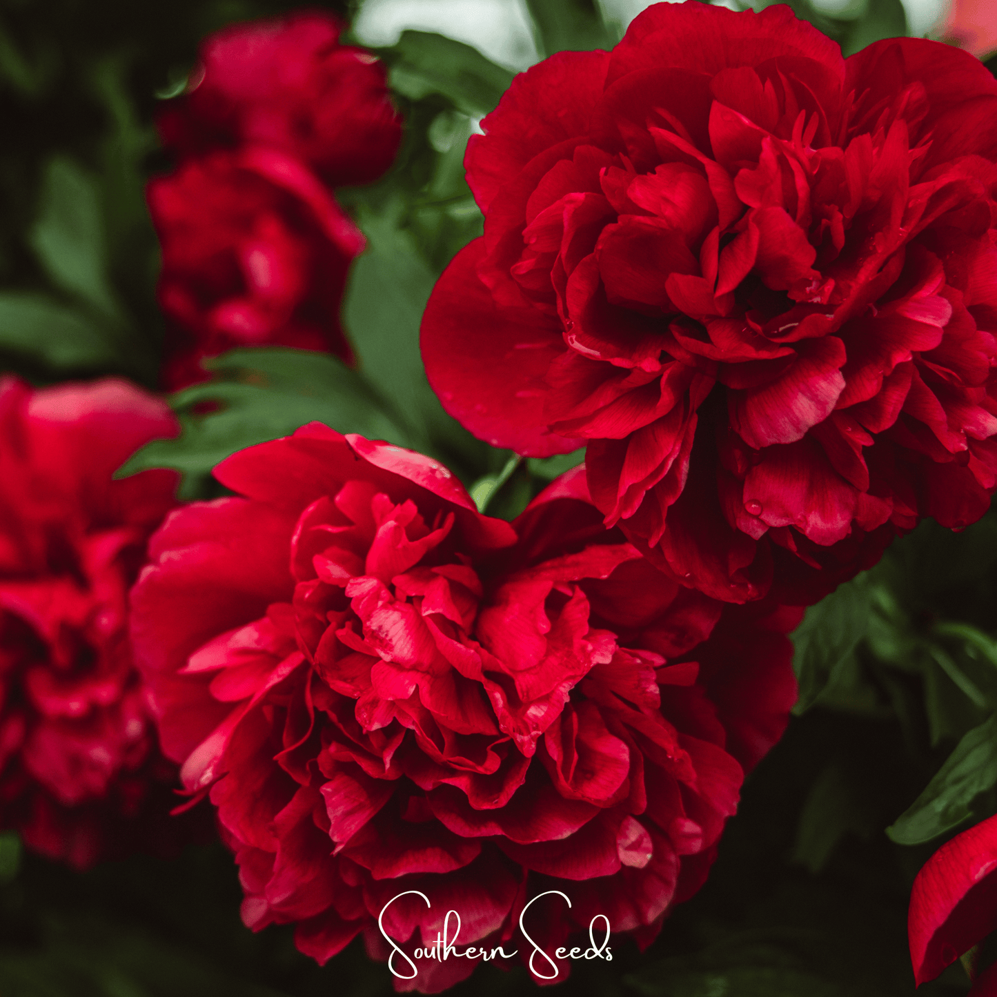 Etincellant Carnation ā 25 Seeds