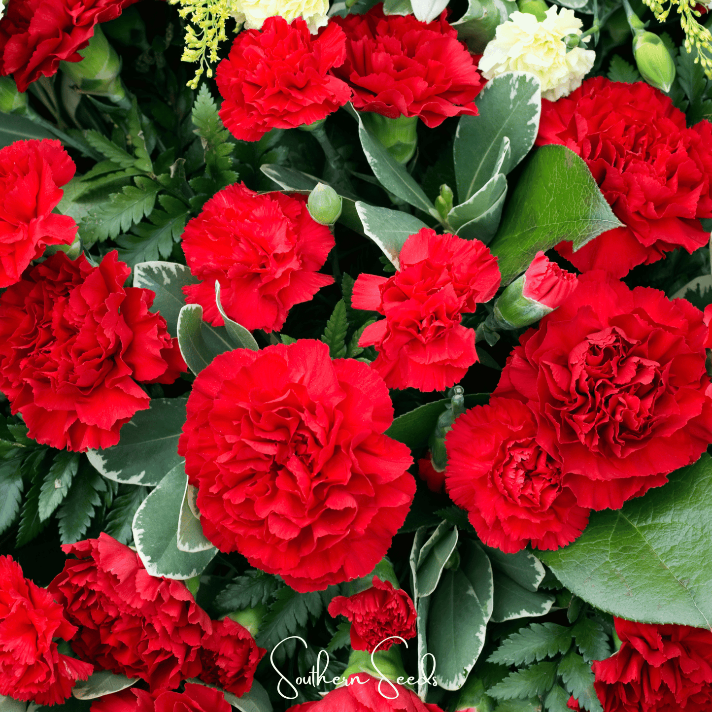 Etincellant Carnation ā 25 Seeds