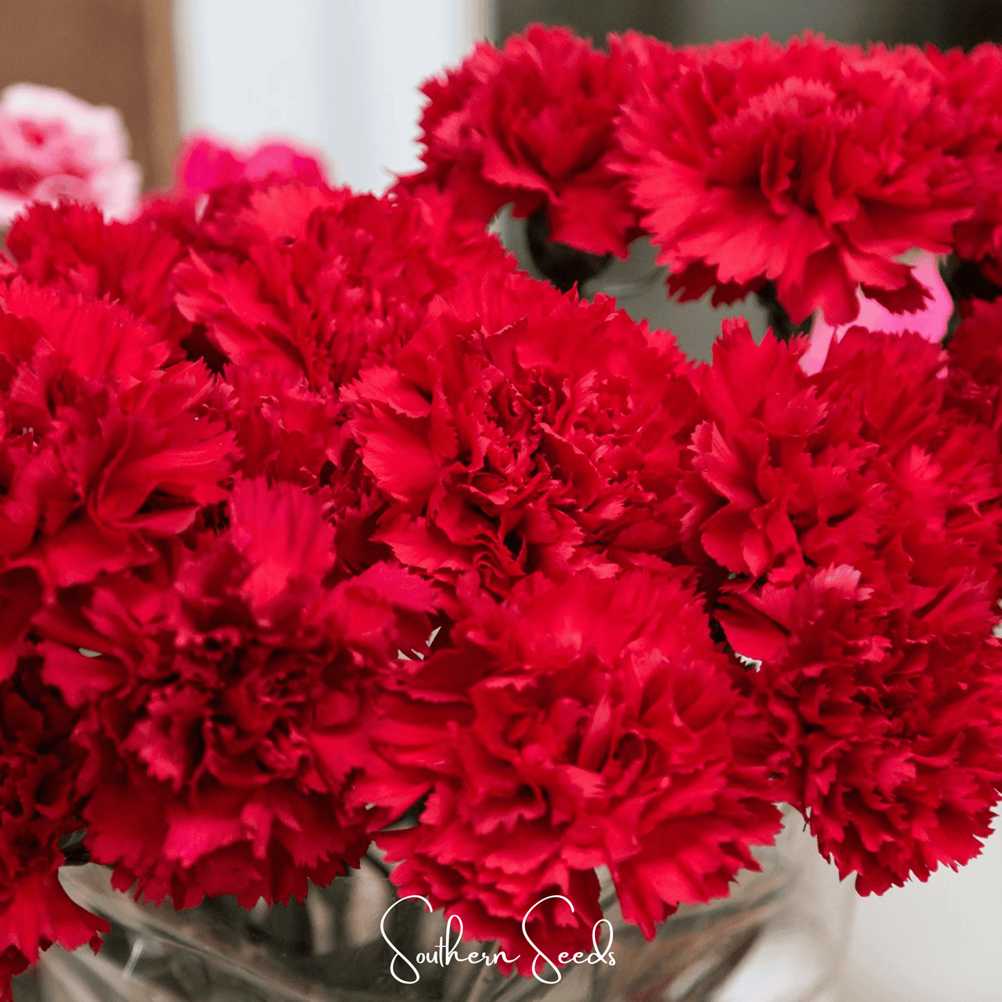 Etincellant Carnation ā 25 Seeds