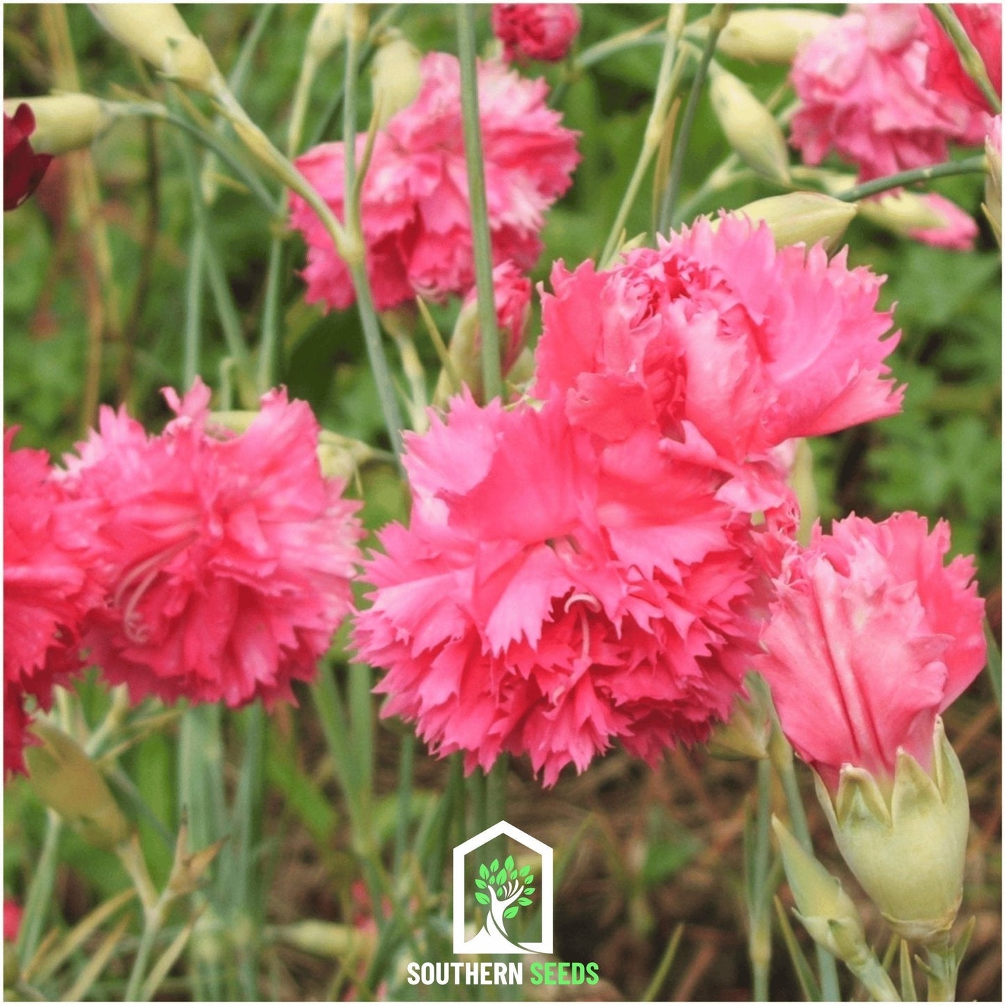 Rose Grenadin Carnation ā 25 Seeds