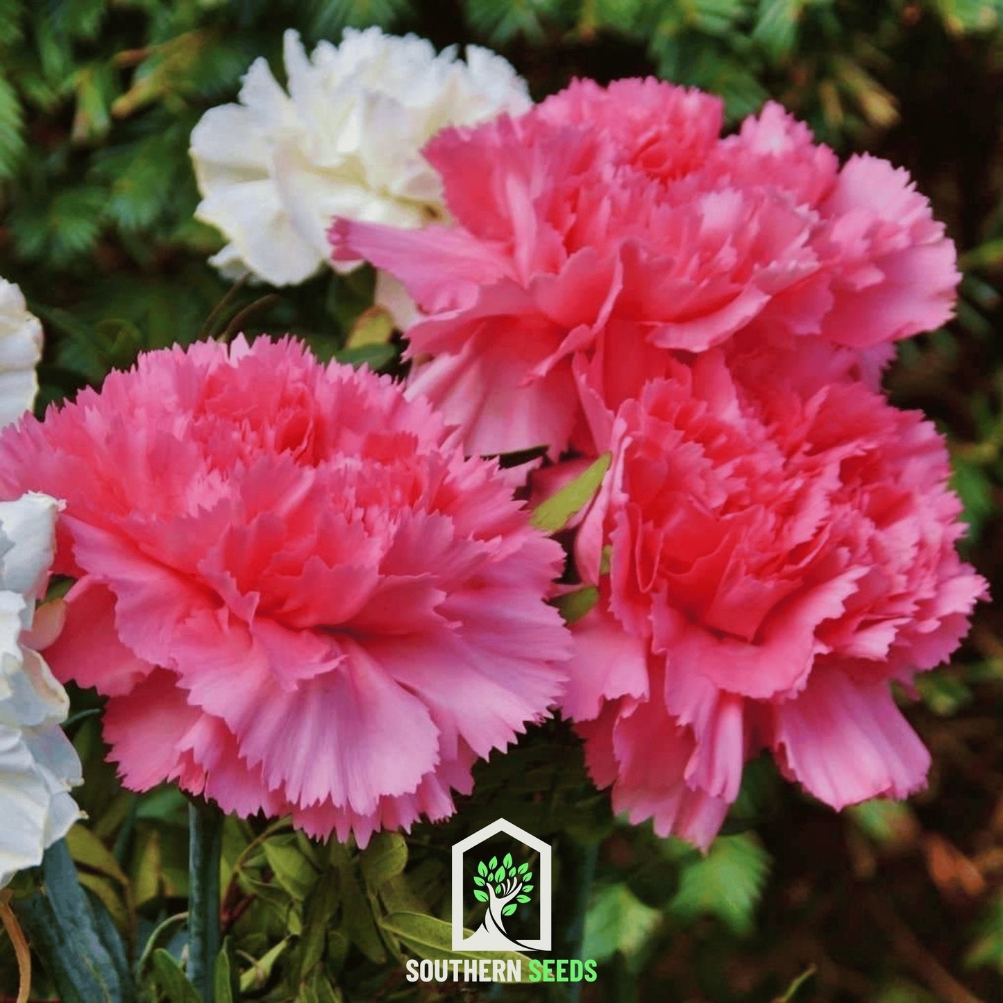 Rose Grenadin Carnation ā 25 Seeds