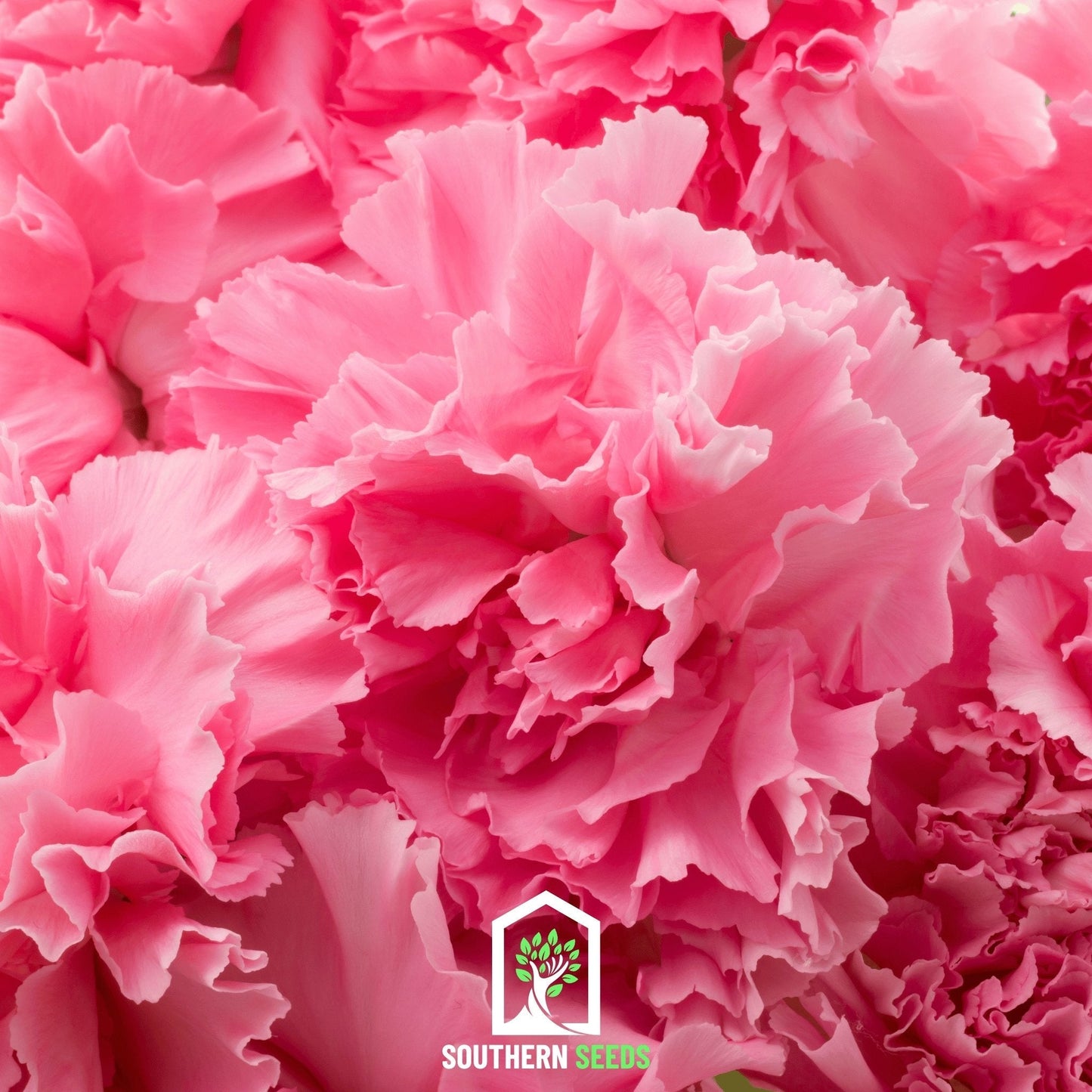 Rose Grenadin Carnation ā 25 Seeds