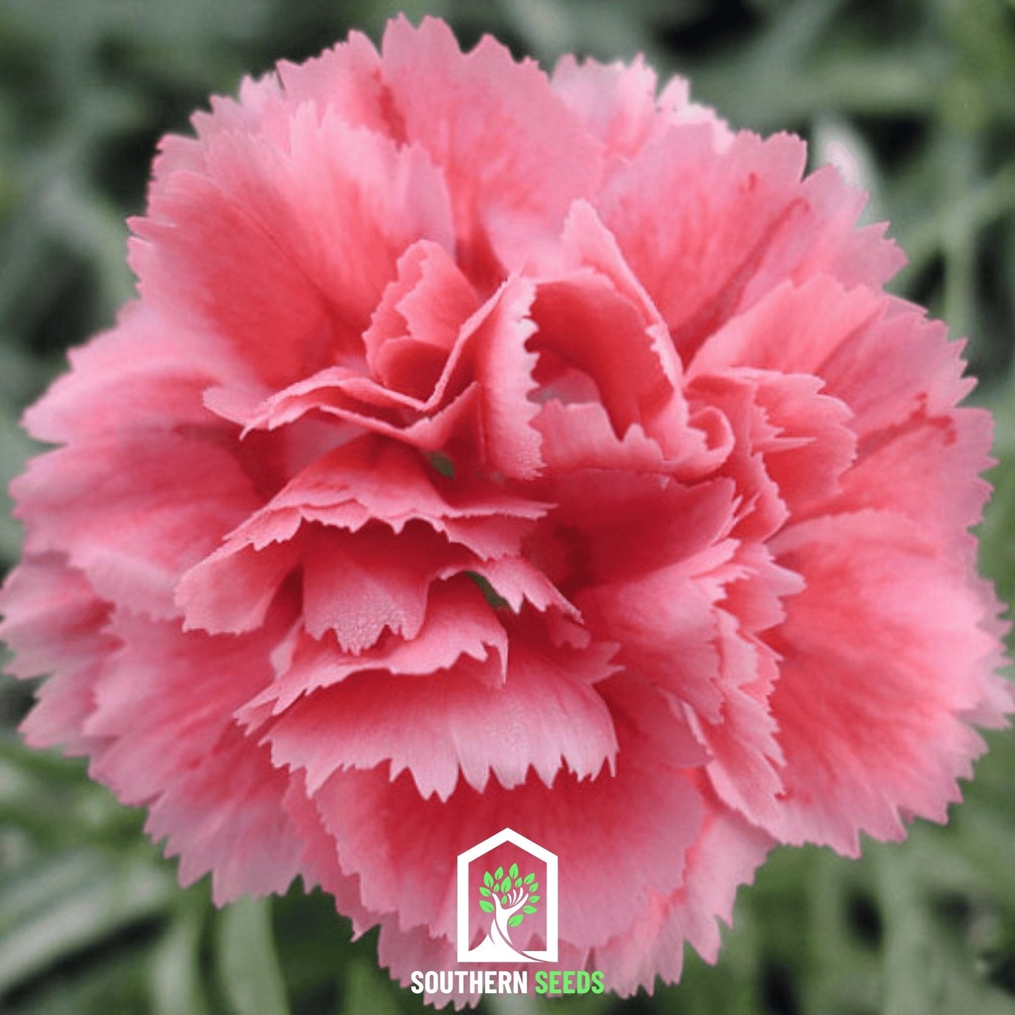 Rose Grenadin Carnation ā 25 Seeds