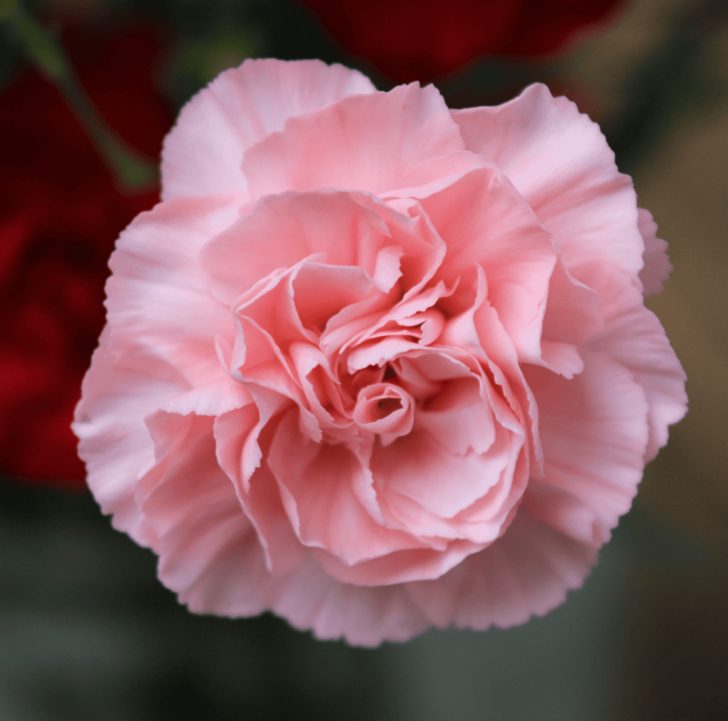 La France Carnation ā 50 Seeds