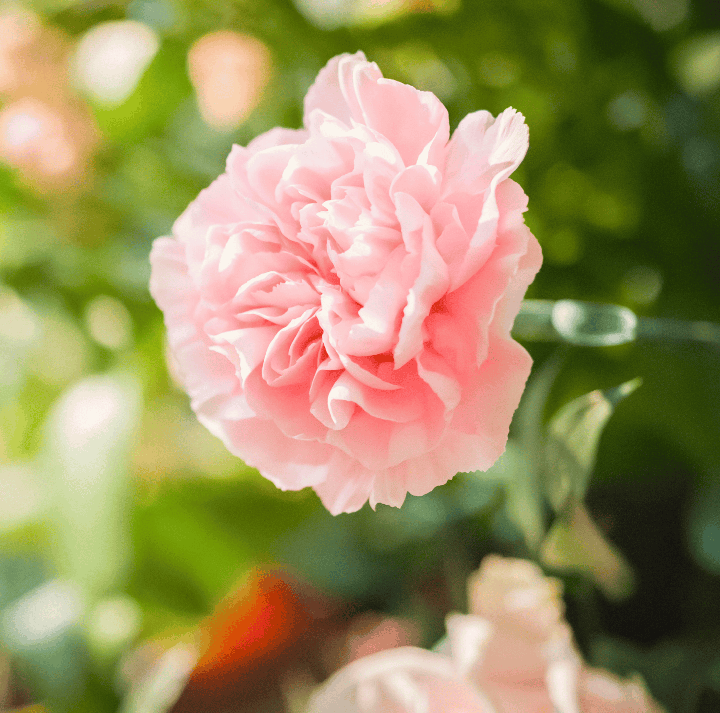 La France Carnation ā 50 Seeds