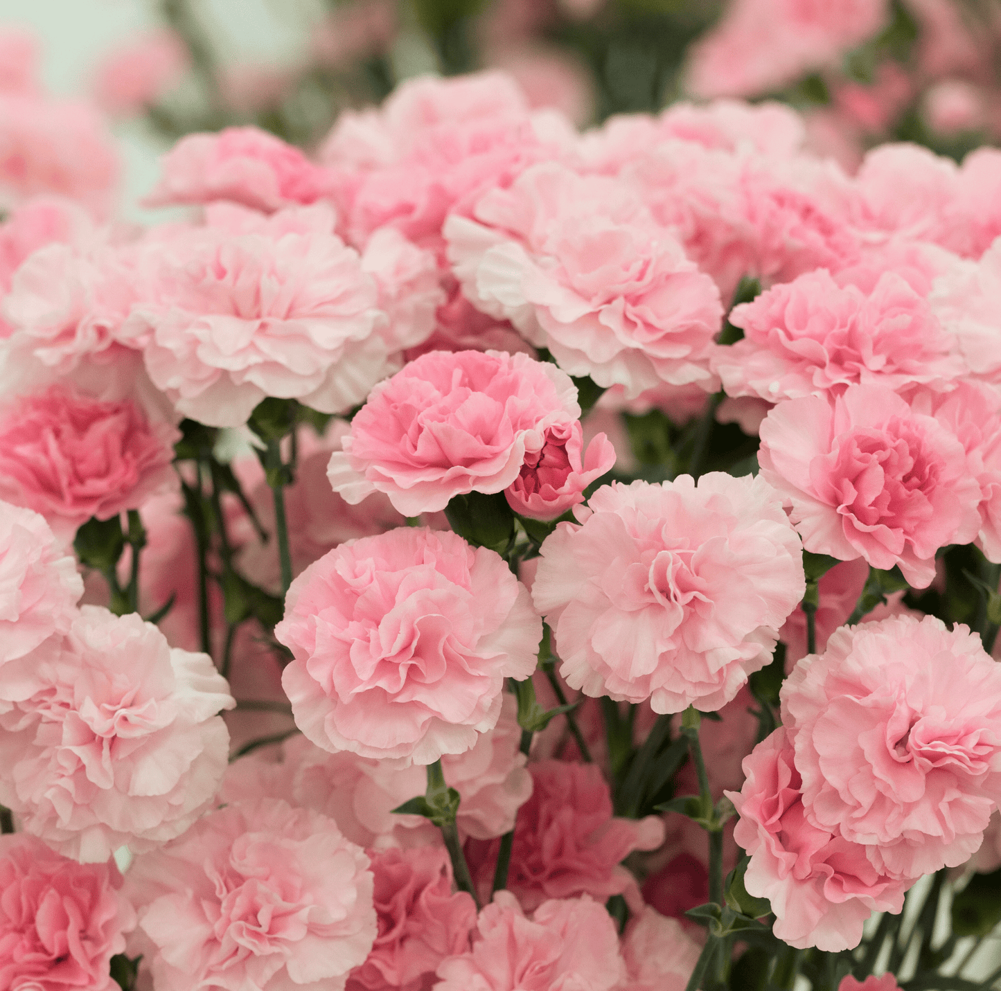 La France Carnation ā 50 Seeds