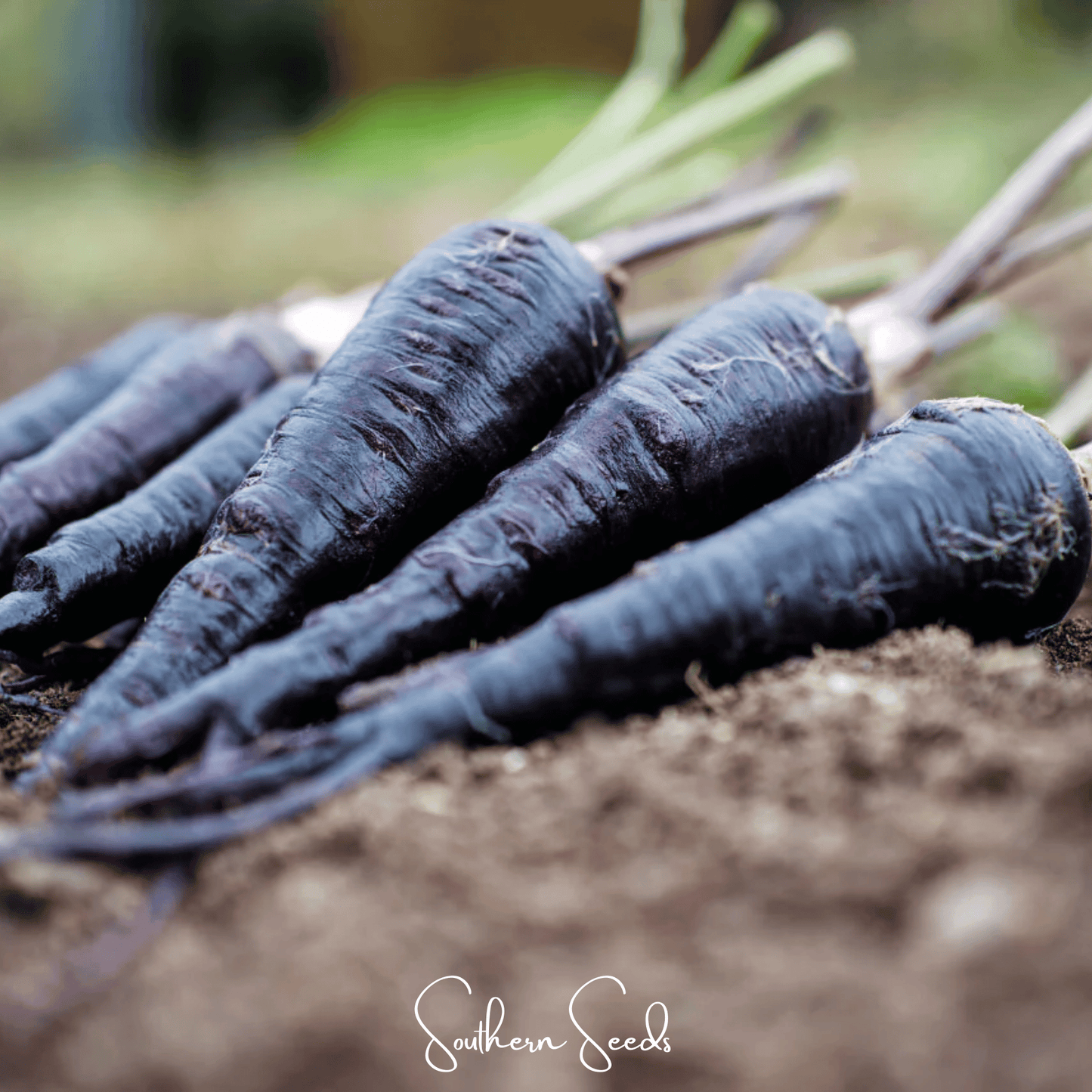 Black Nebula Carrot ā 250 Seeds
