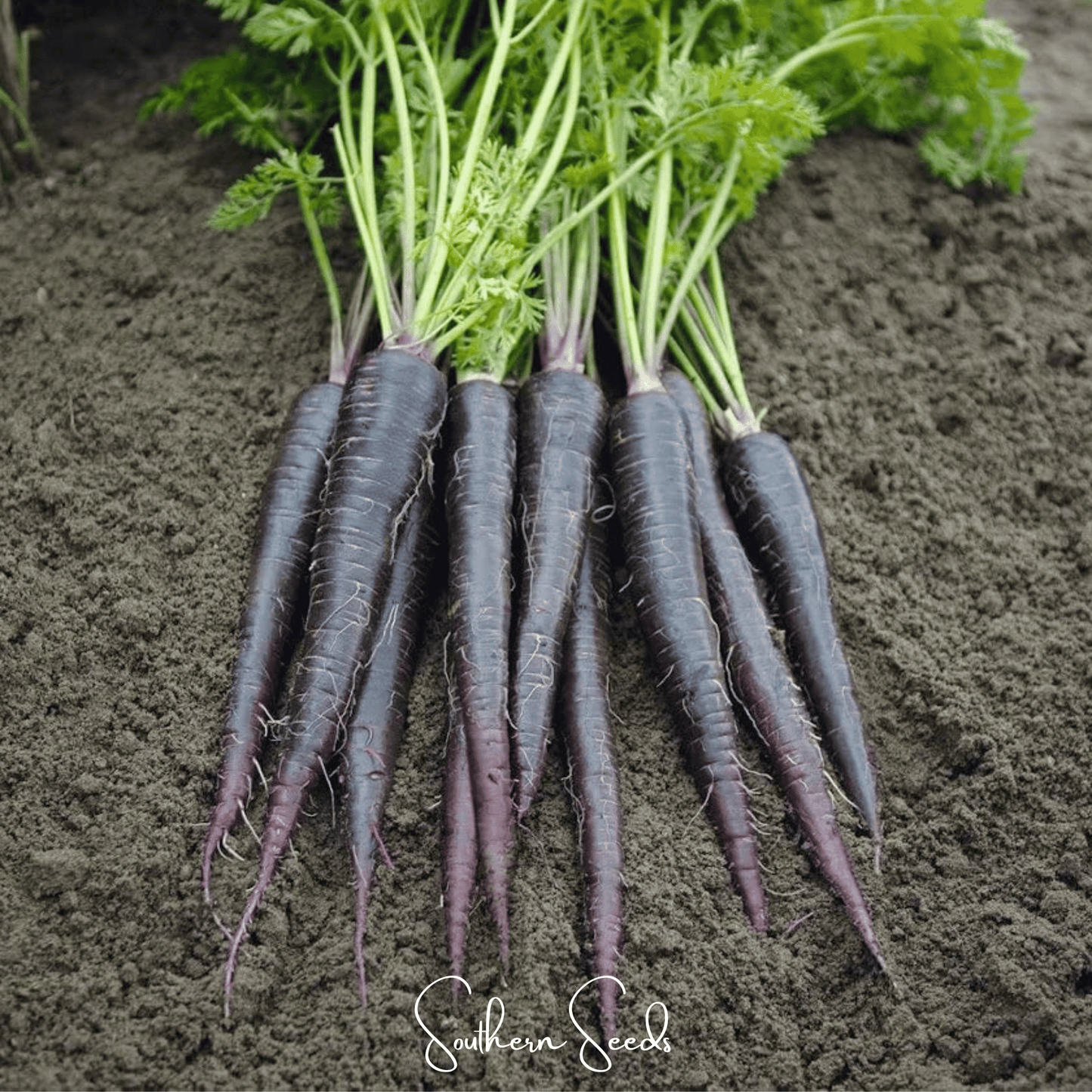 Black Nebula Carrot ā 250 Seeds