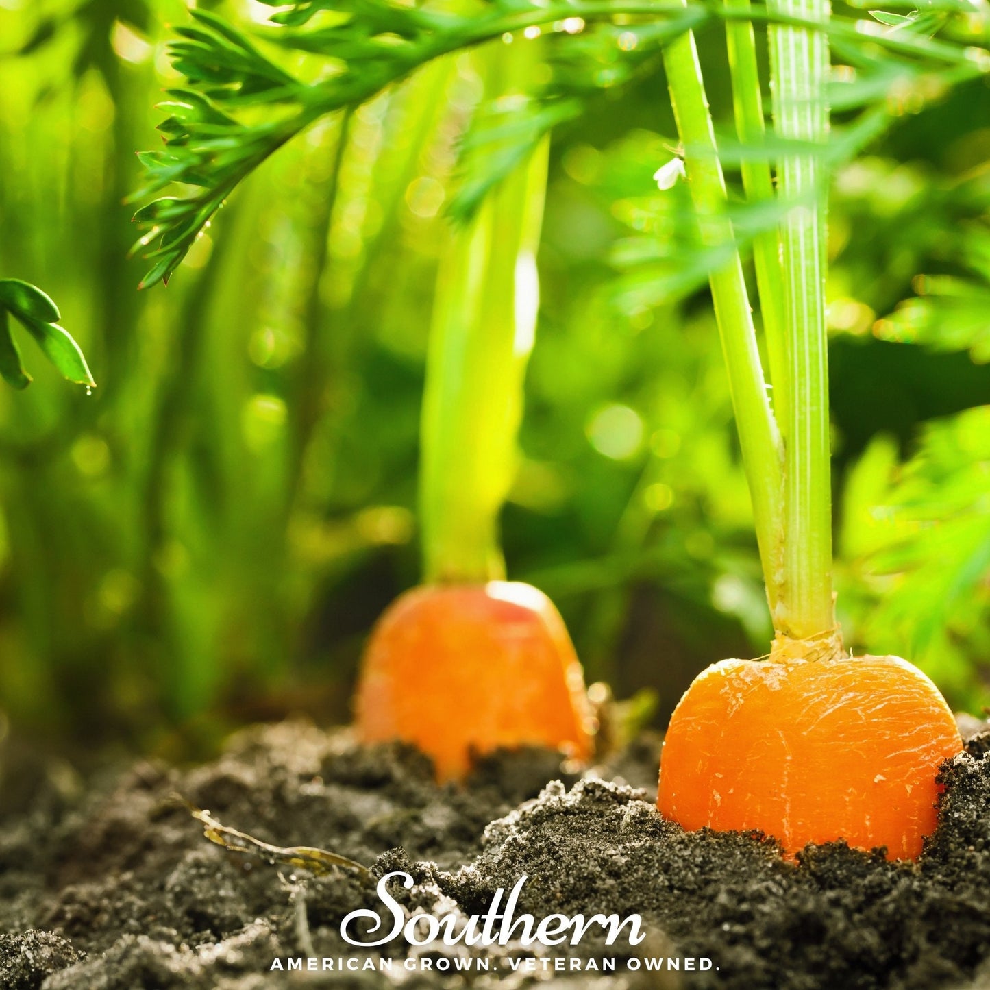 Danvers Carrot ā 250 Seeds